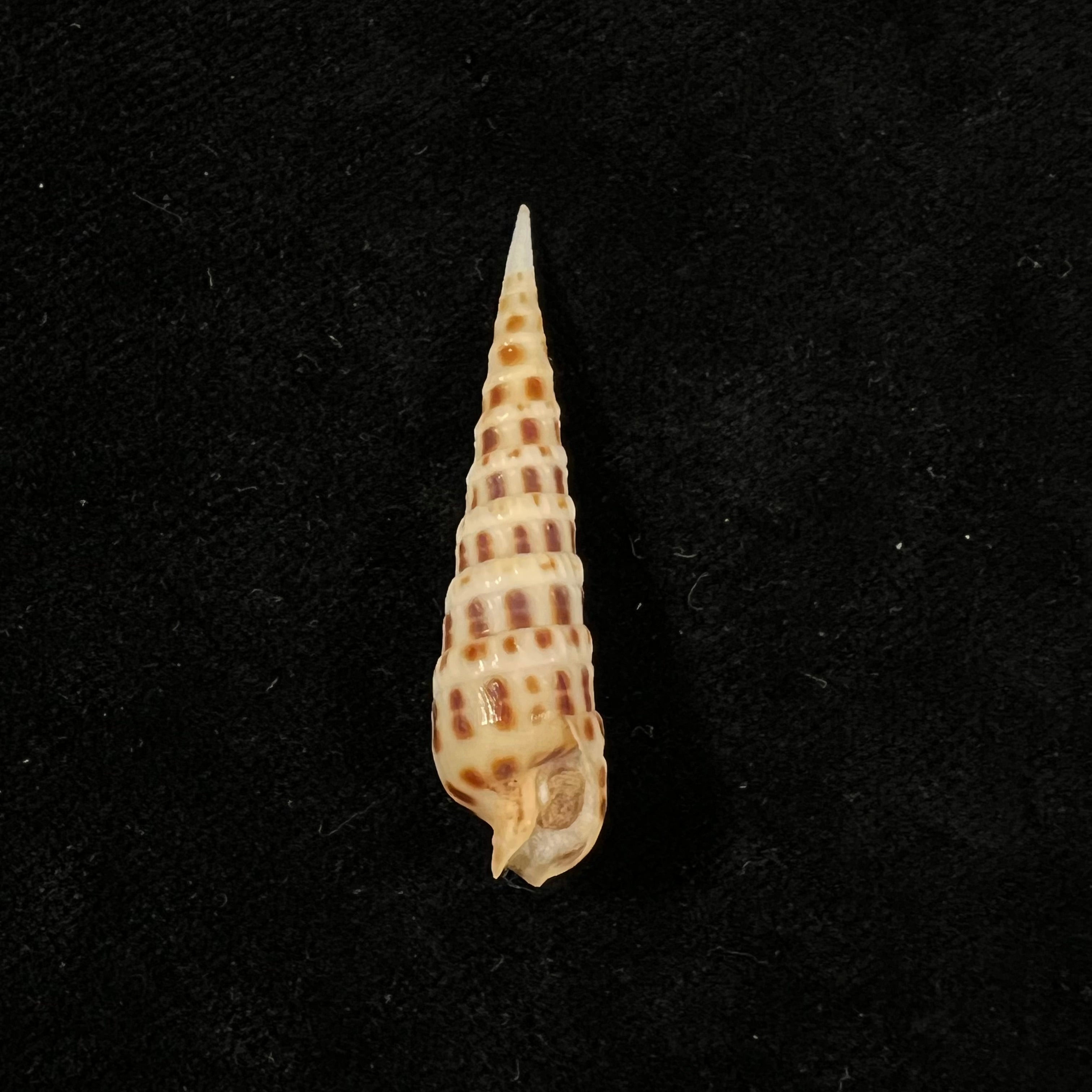 Terebra ornata 灰色,1834 年 - 41,7mm
