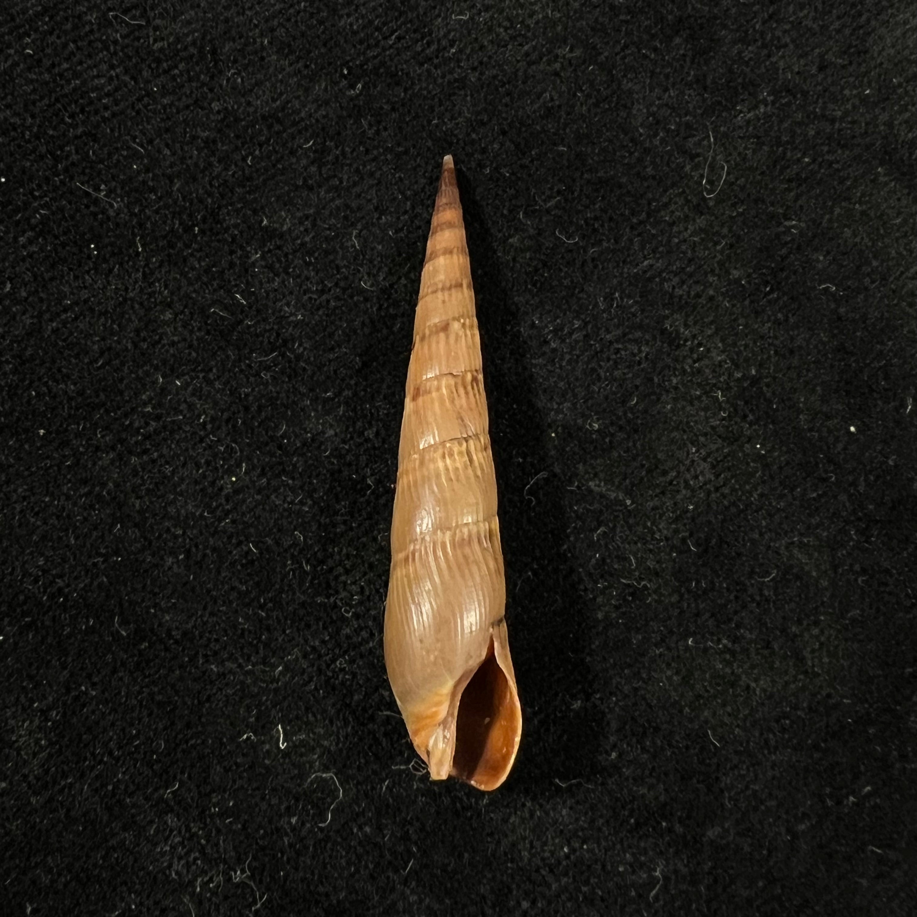 Terebra luctuosa Hinds, 1844 - 48,8mm