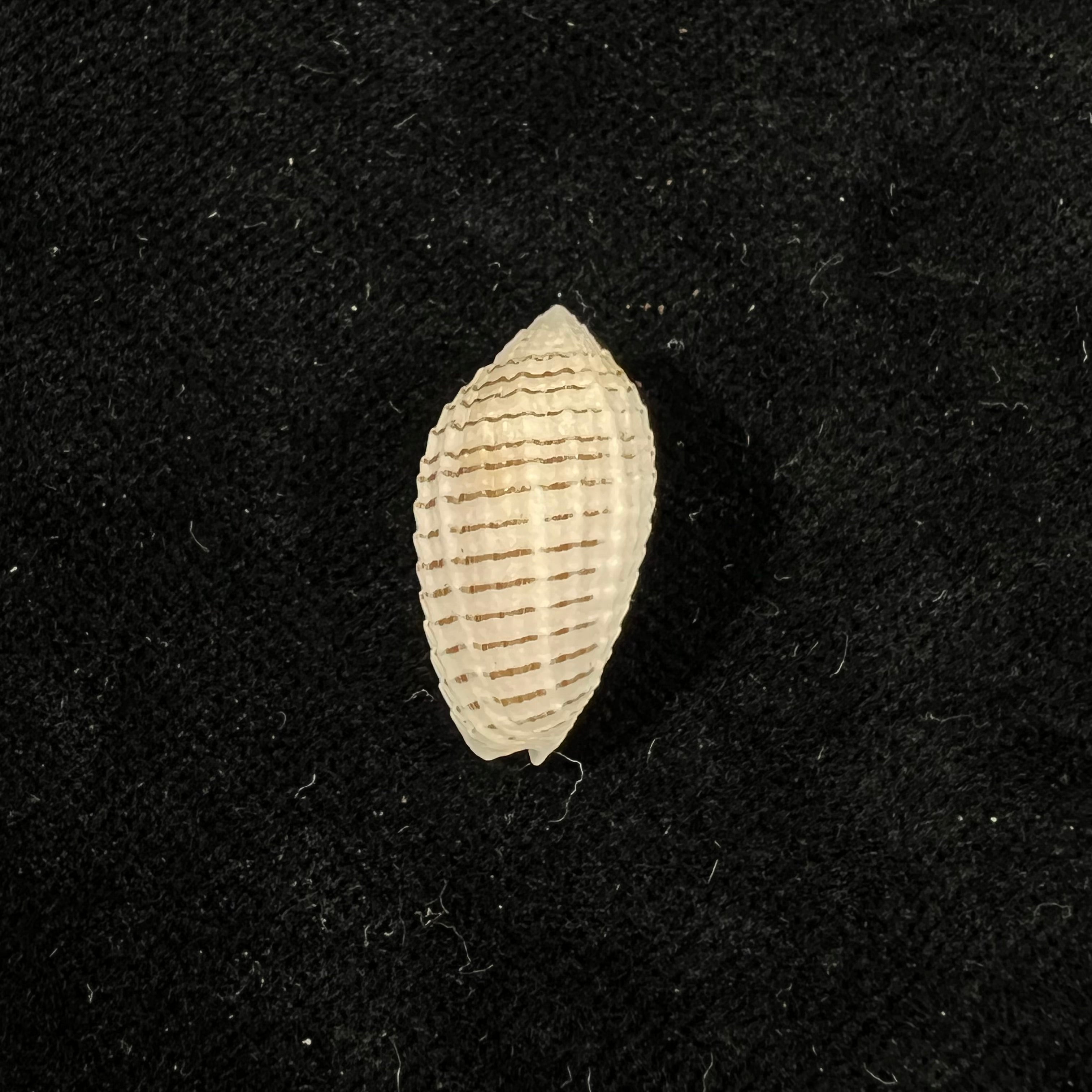 Pterygia fenestrata (拉马克, 1811) - 20,9mm