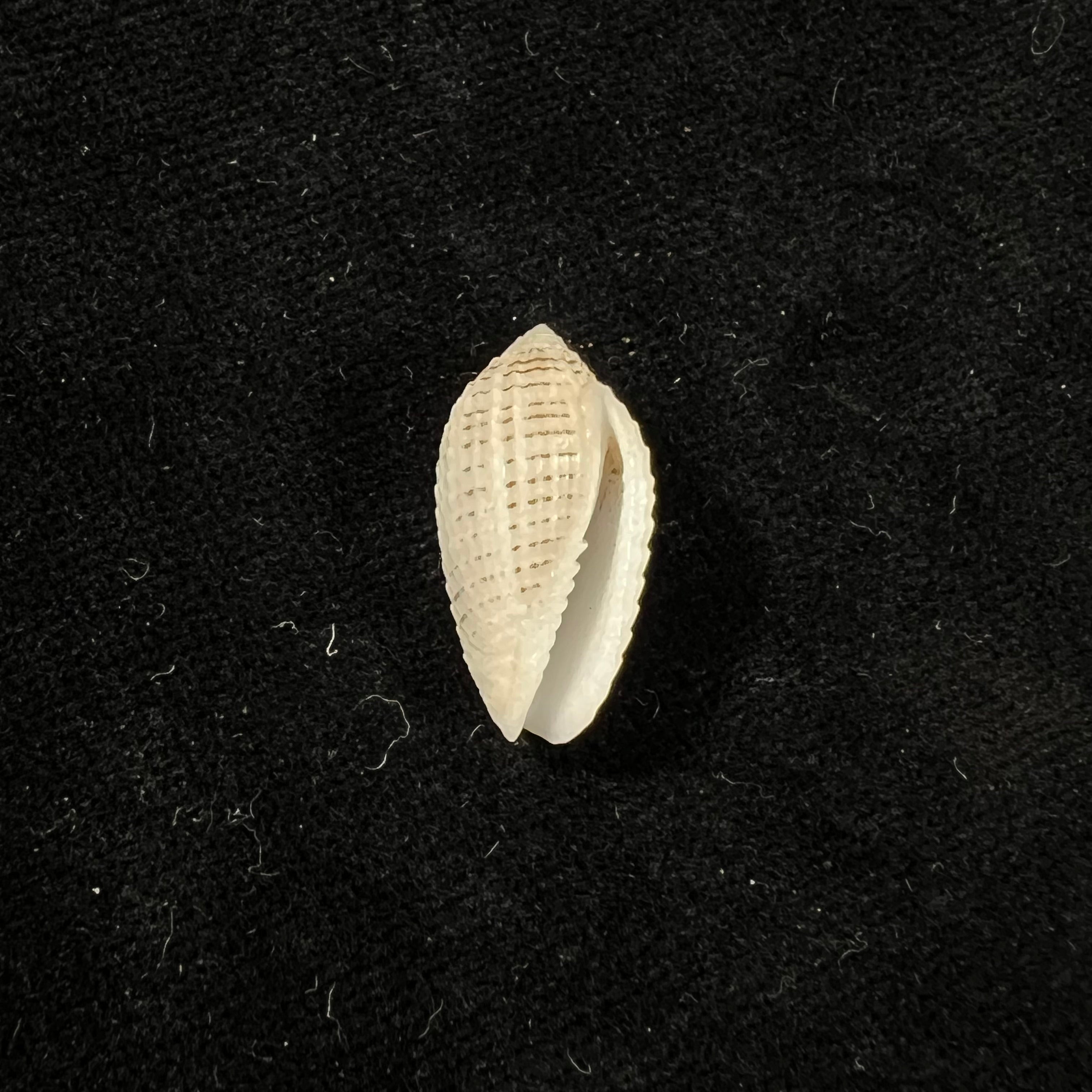 Pterygia fenestrata (拉马克, 1811) - 20,9mm