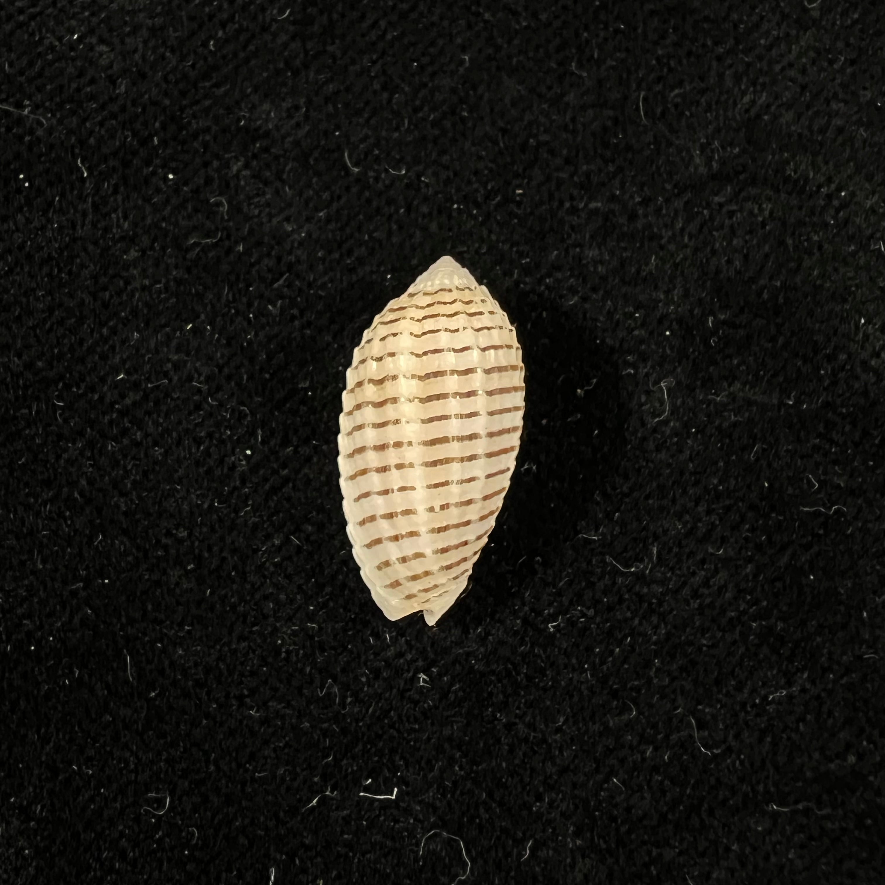 Pterygia fenestrata (拉马克, 1811) - 20,1mm