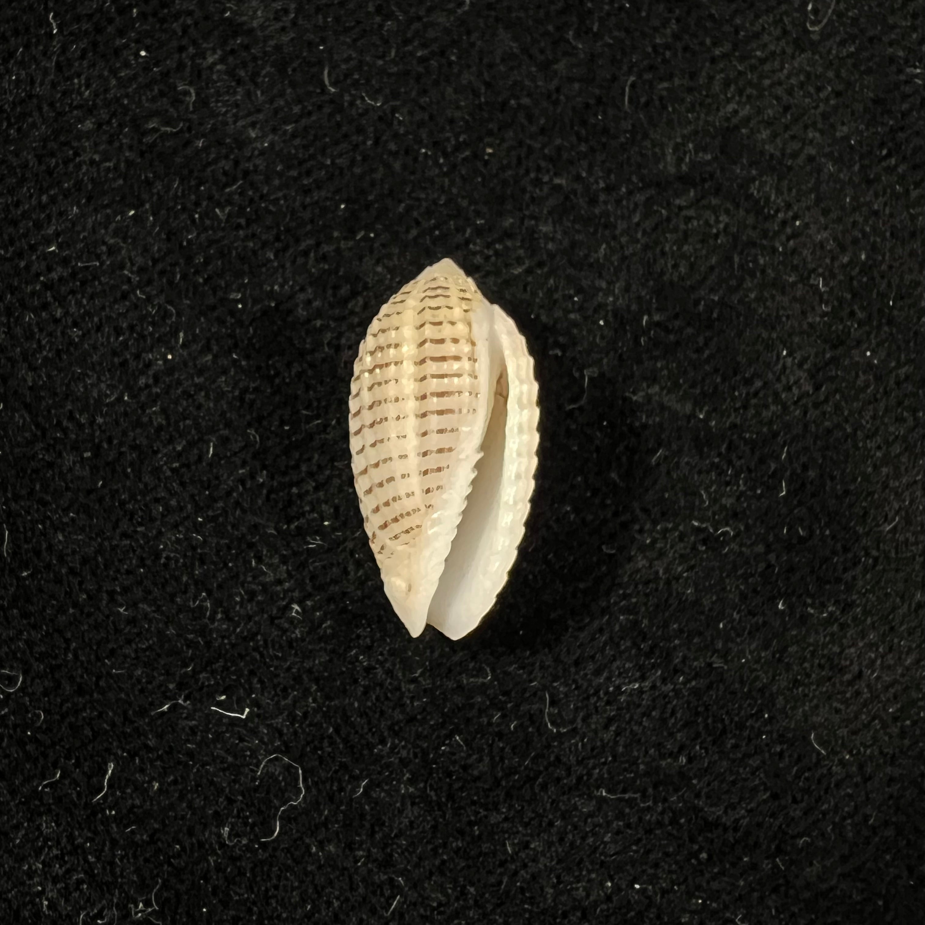 Pterygia fenestrata (拉马克, 1811) - 20,1mm
