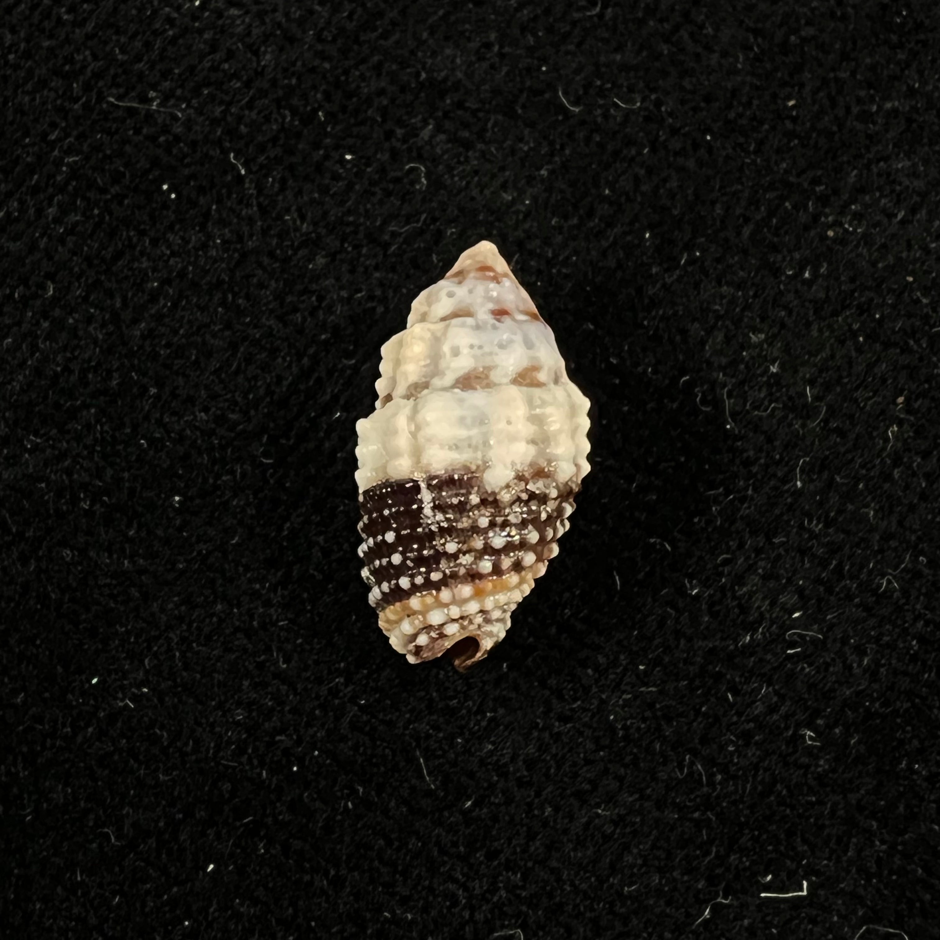 Condylomitra tuberosa (Reeve, 1845) - 18,1mm
