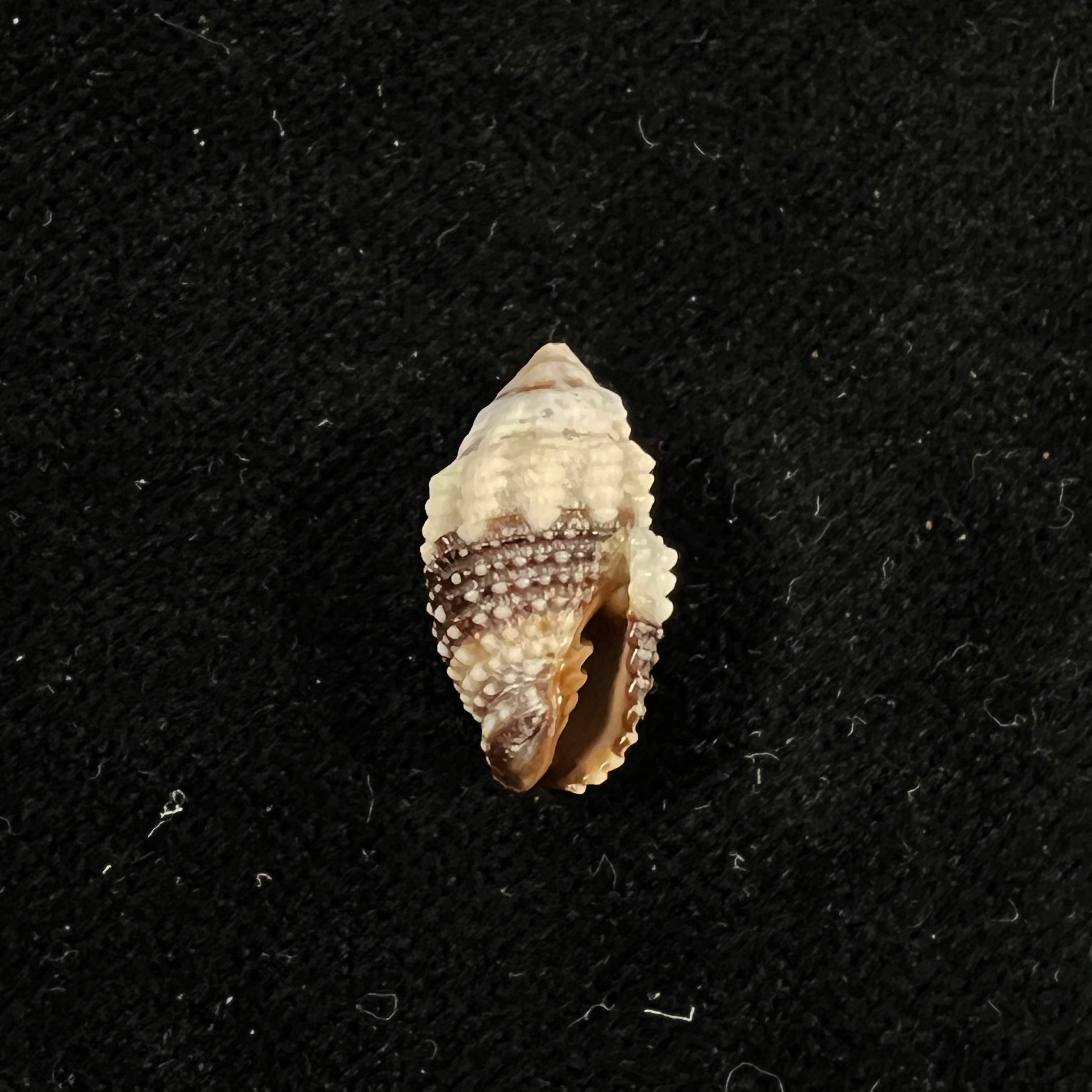 Condylomitra tuberosa (Reeve, 1845) - 18,1mm