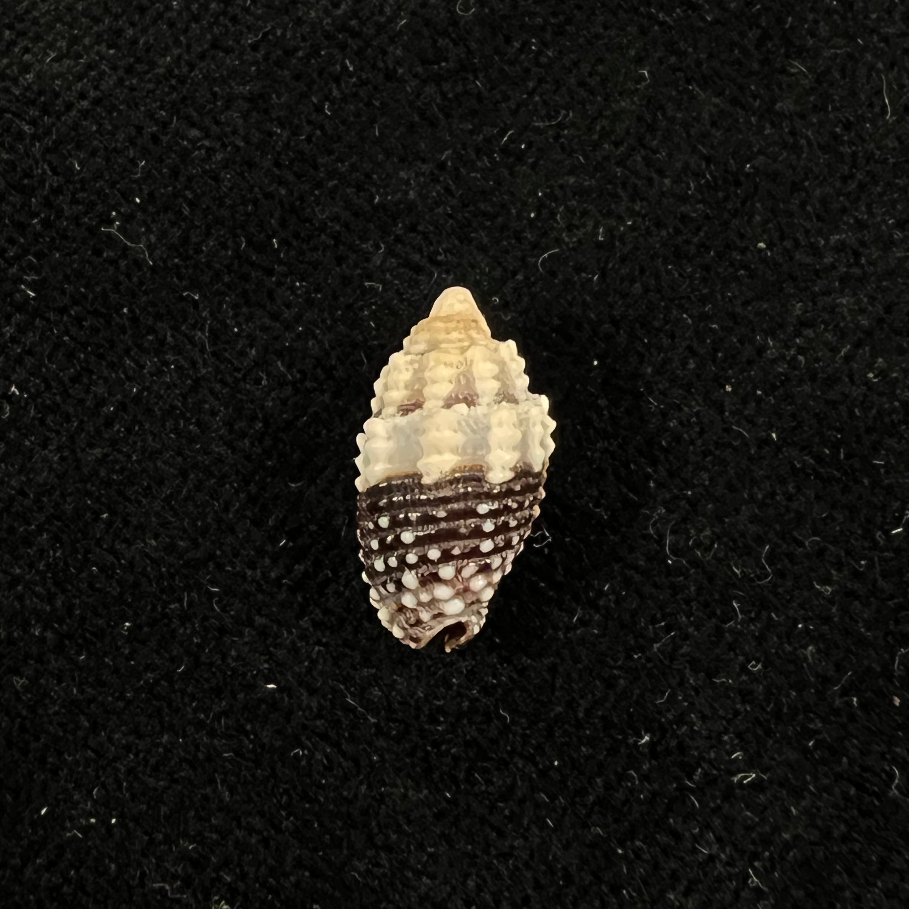 Condylomitra tuberosa (Reeve, 1845) - 16mm