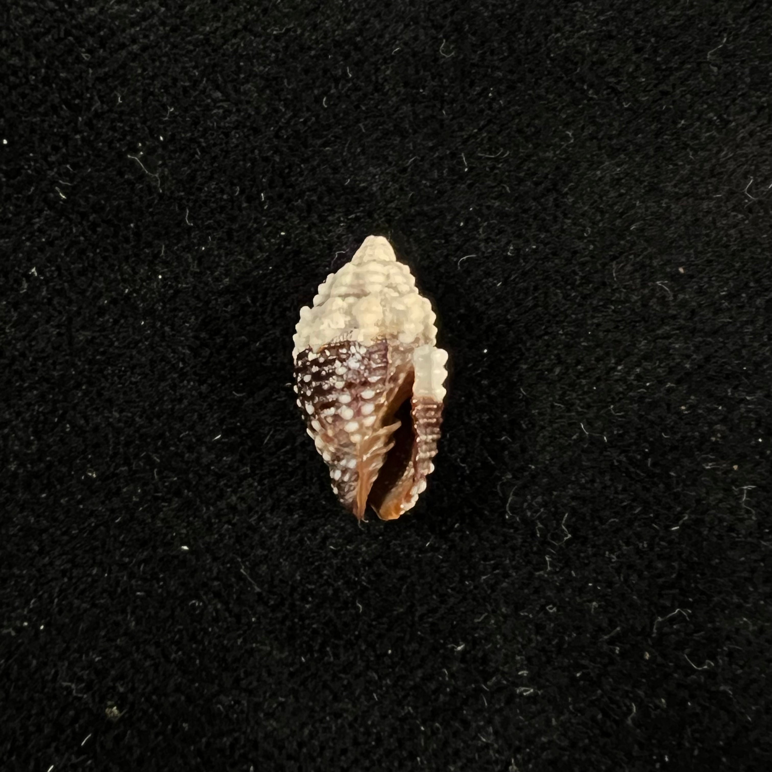 Condylomitra tuberosa (Reeve, 1845) - 16mm