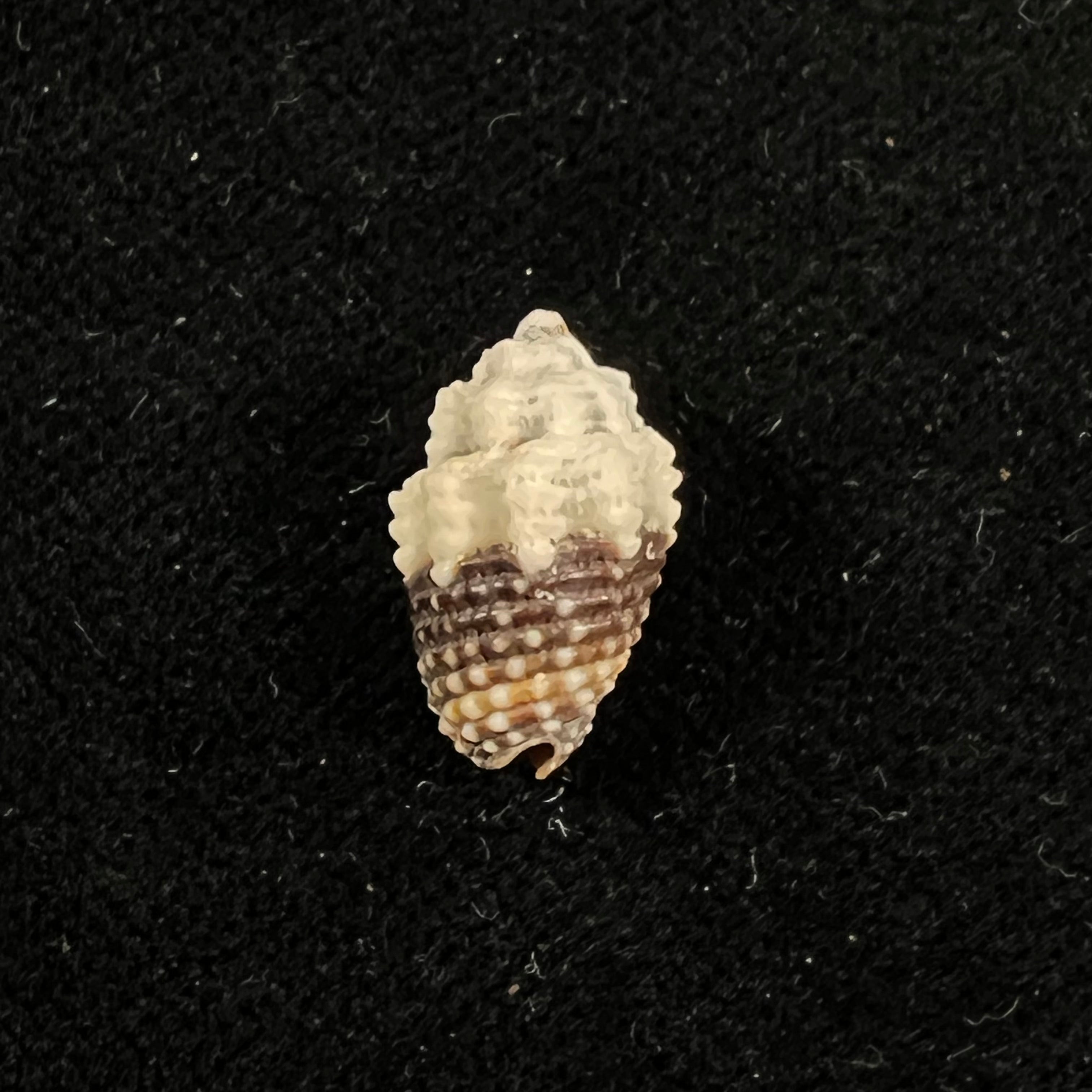 Condylomitra tuberosa (Reeve, 1845) - 14,7mm