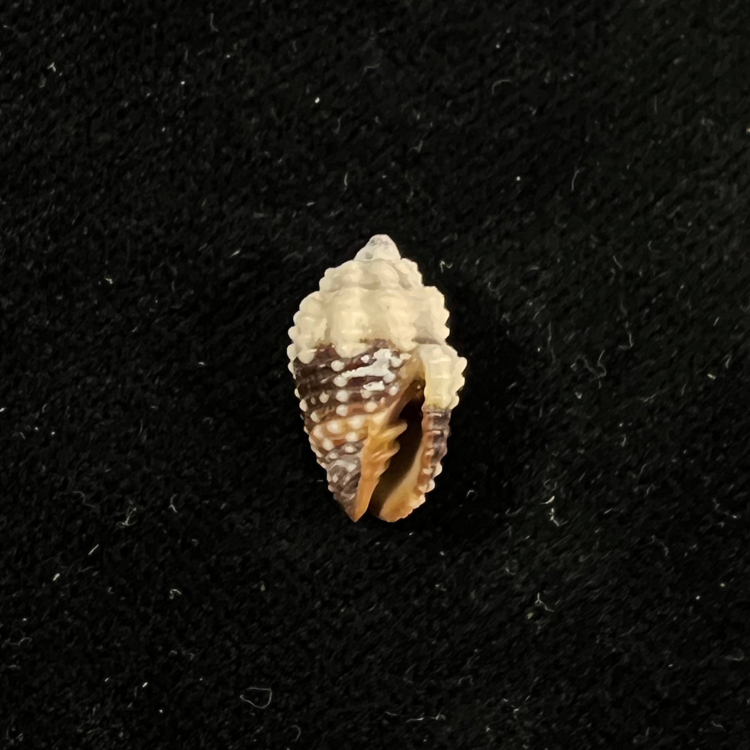 Condylomitra tuberosa (Reeve, 1845) - 14,7mm
