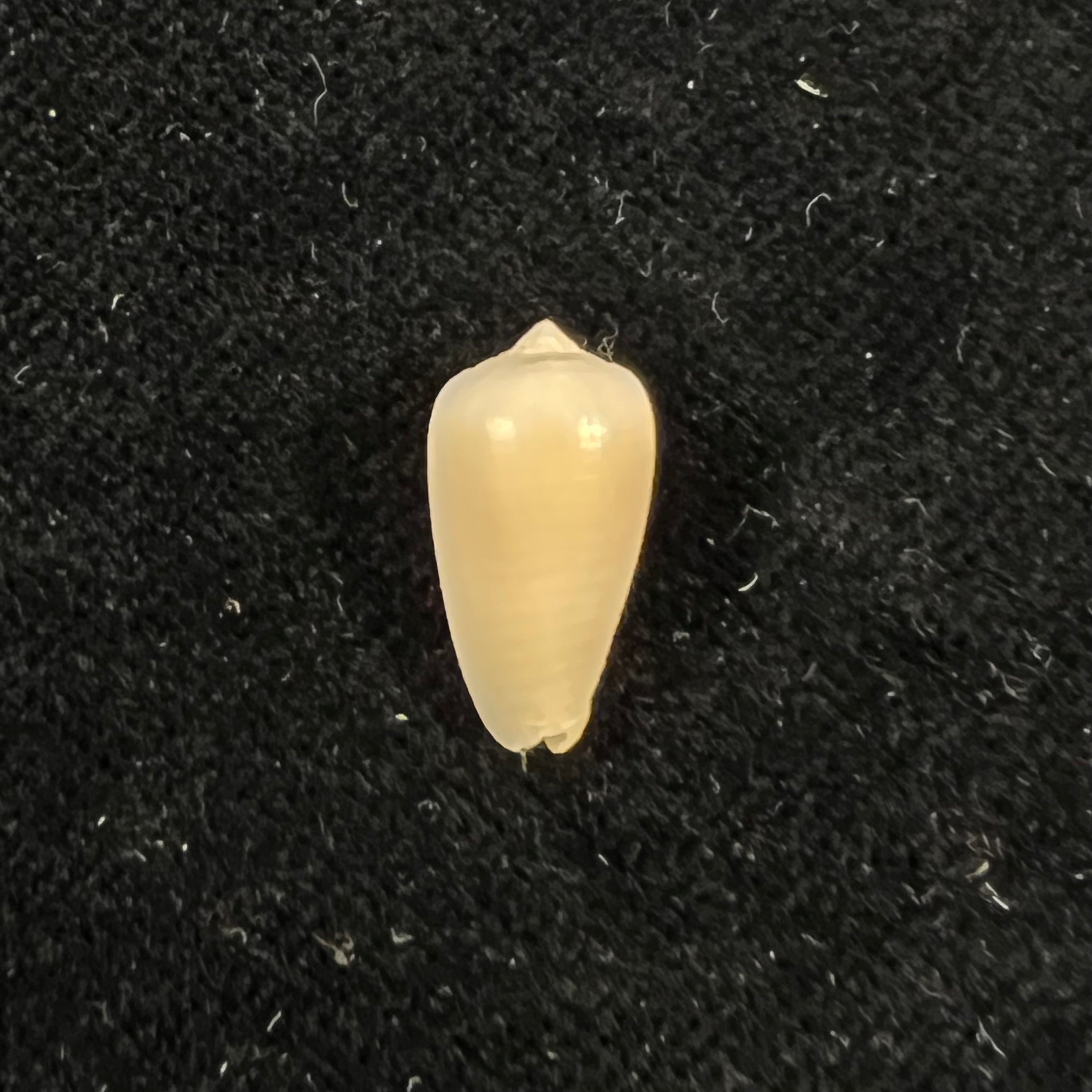 Imbricariopsis punctata (Swainson, 1821) - 14,8毫米