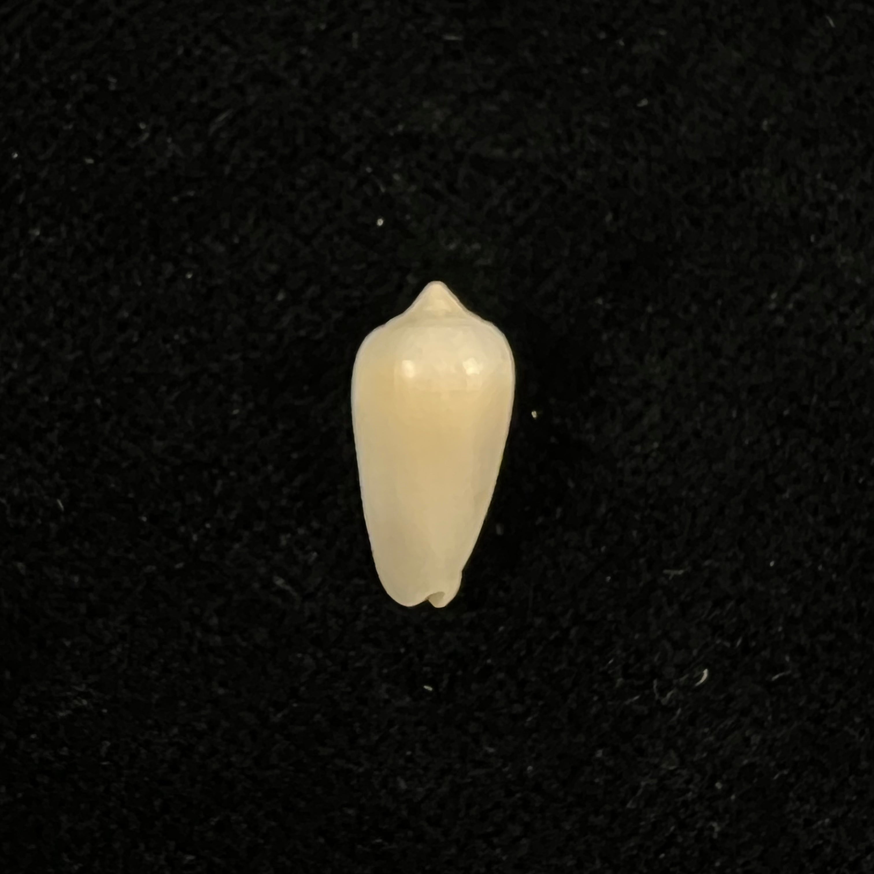 Imbricariopsis punctata (Swainson, 1821) - 14,7毫米