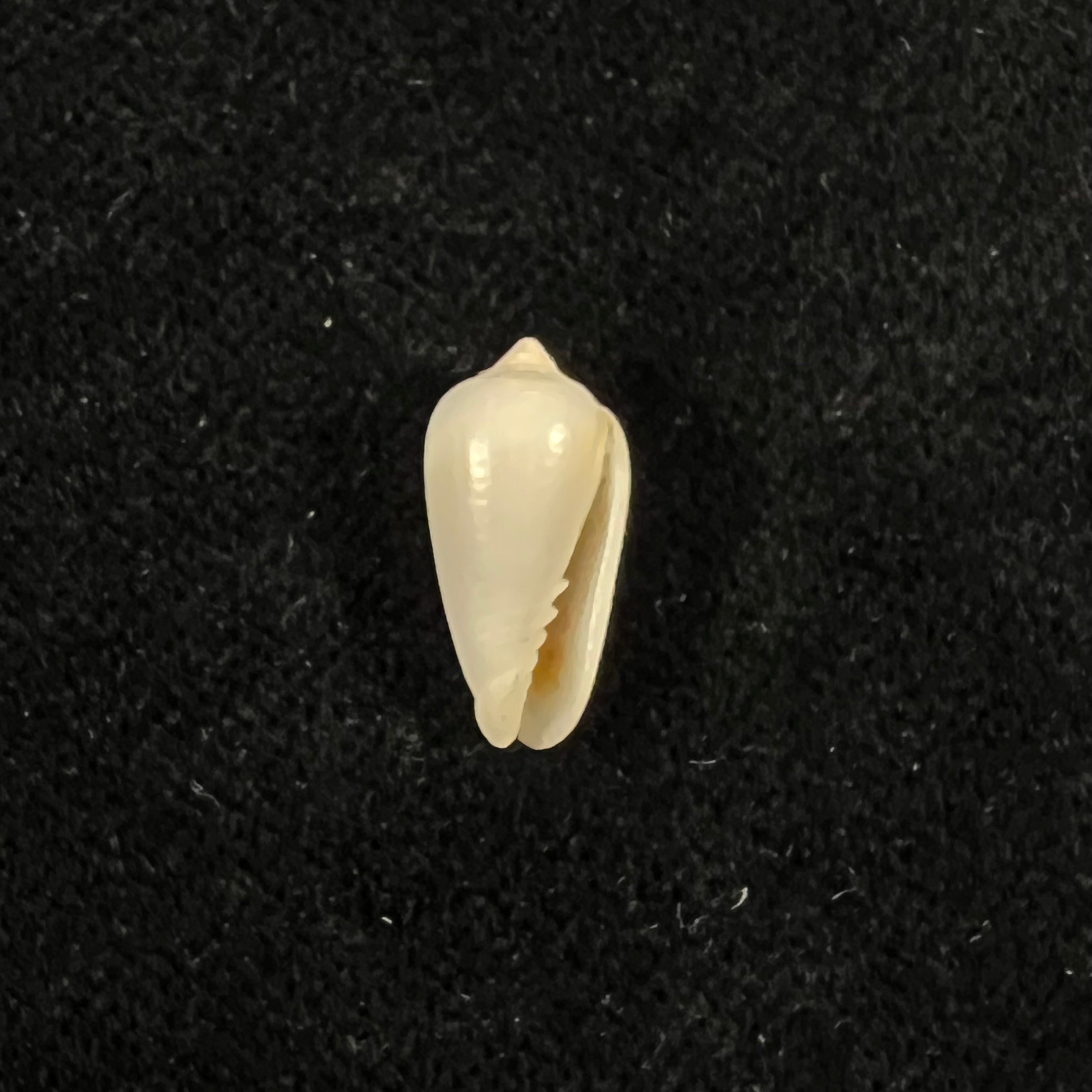 Imbricariopsis punctata (Swainson, 1821) - 14,7毫米