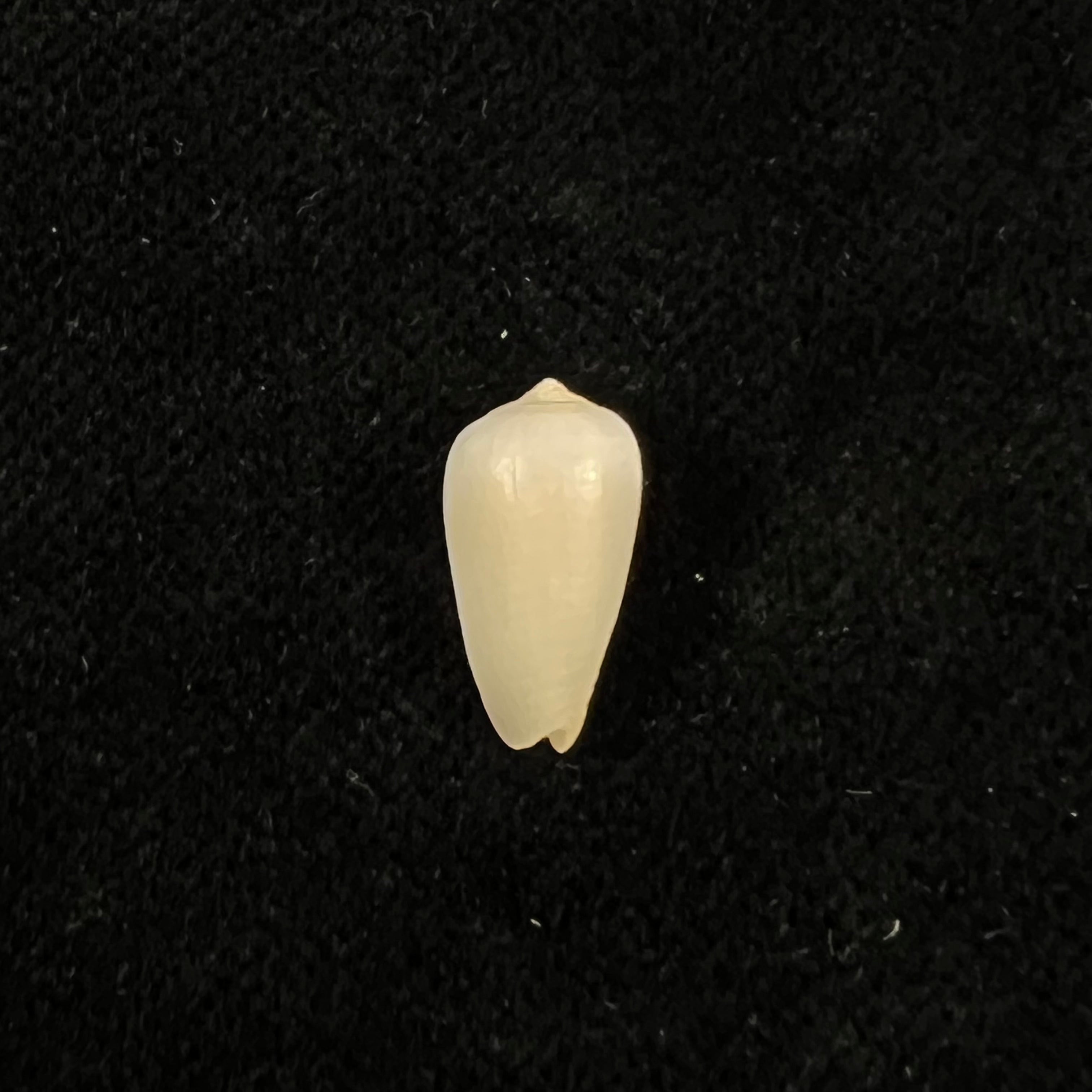 Imbricariopsis punctata (Swainson, 1821) - 13,6毫米