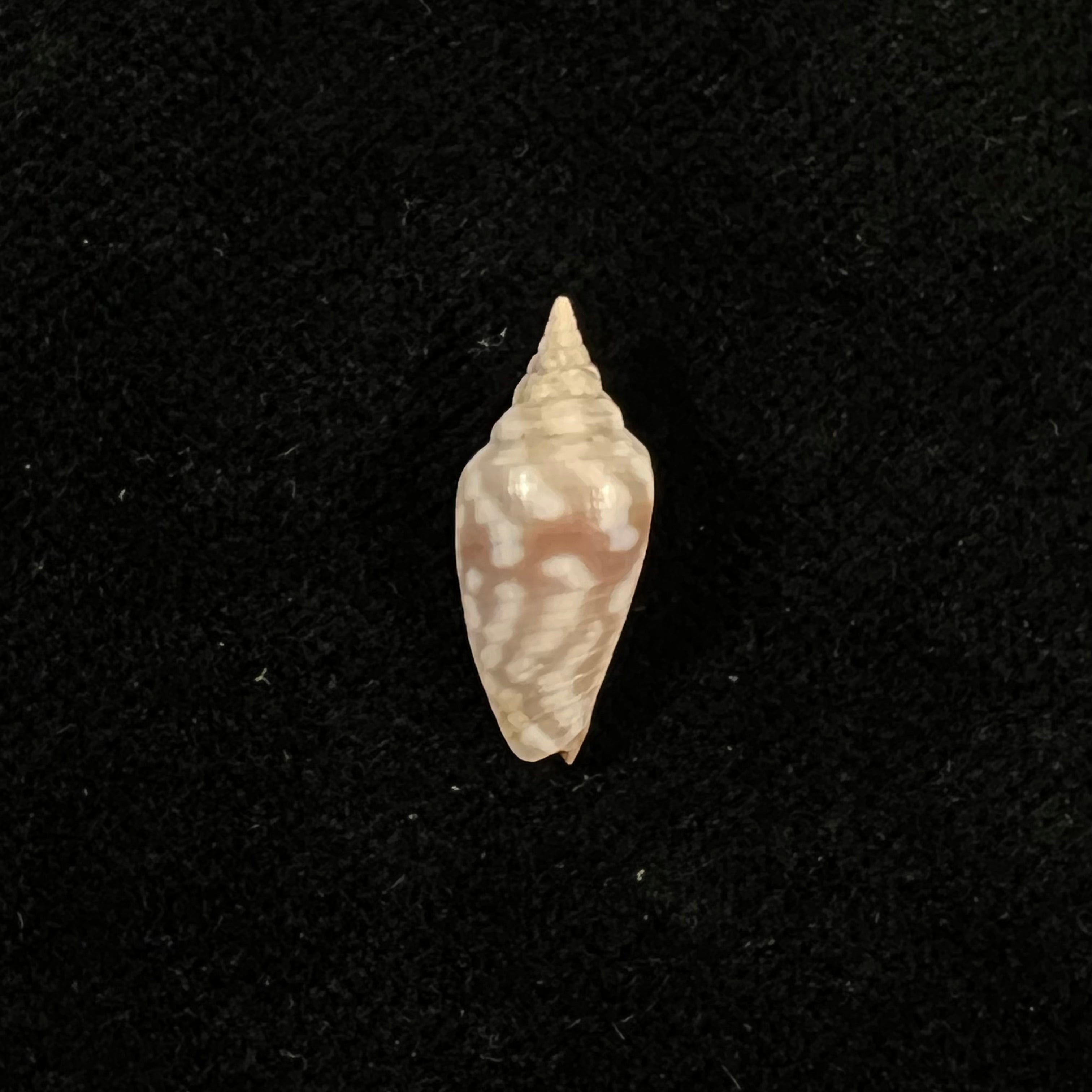 Imbricaria conularis (Lamarck, 1811) - 17,7毫米