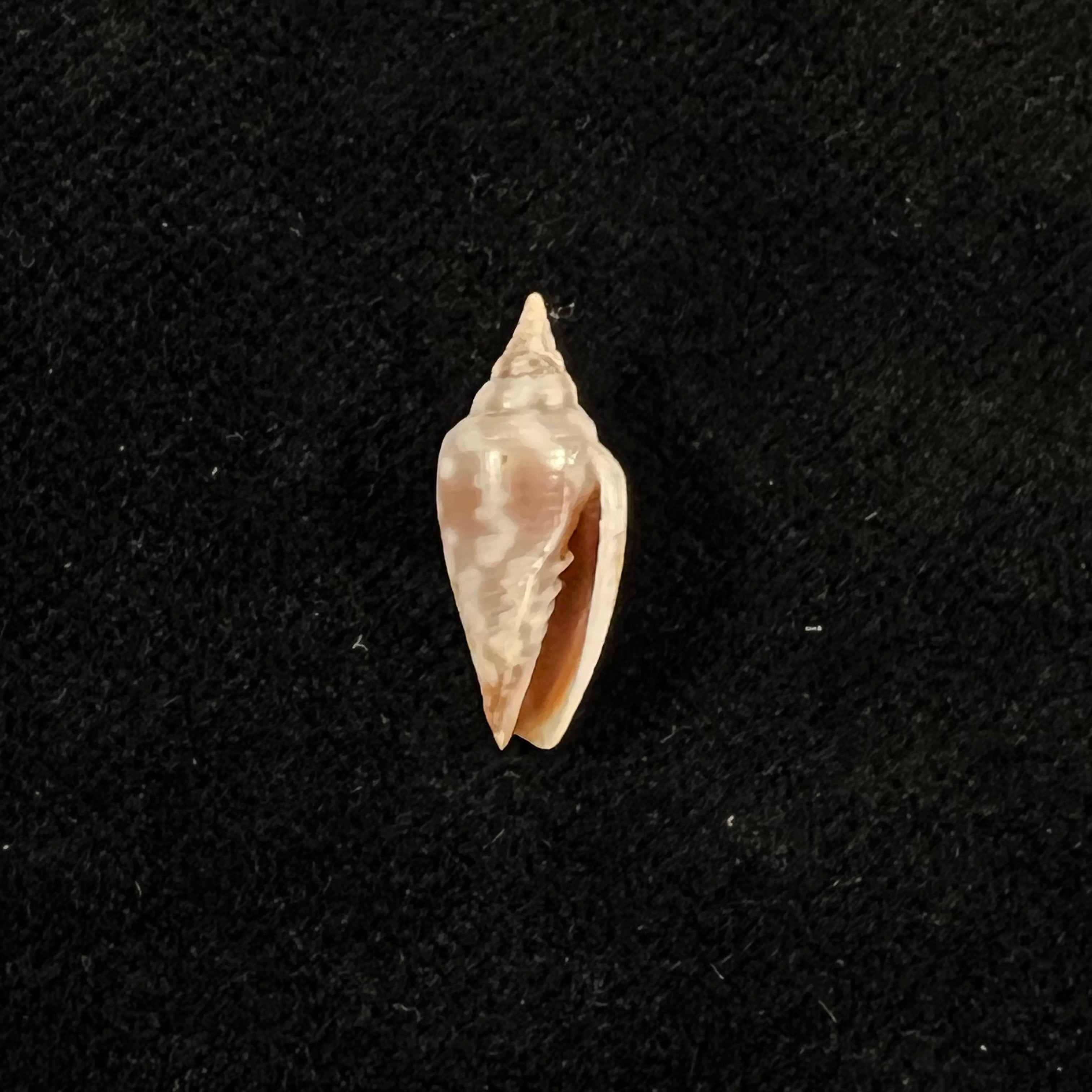 Imbricaria conularis (Lamarck, 1811) - 17,7毫米