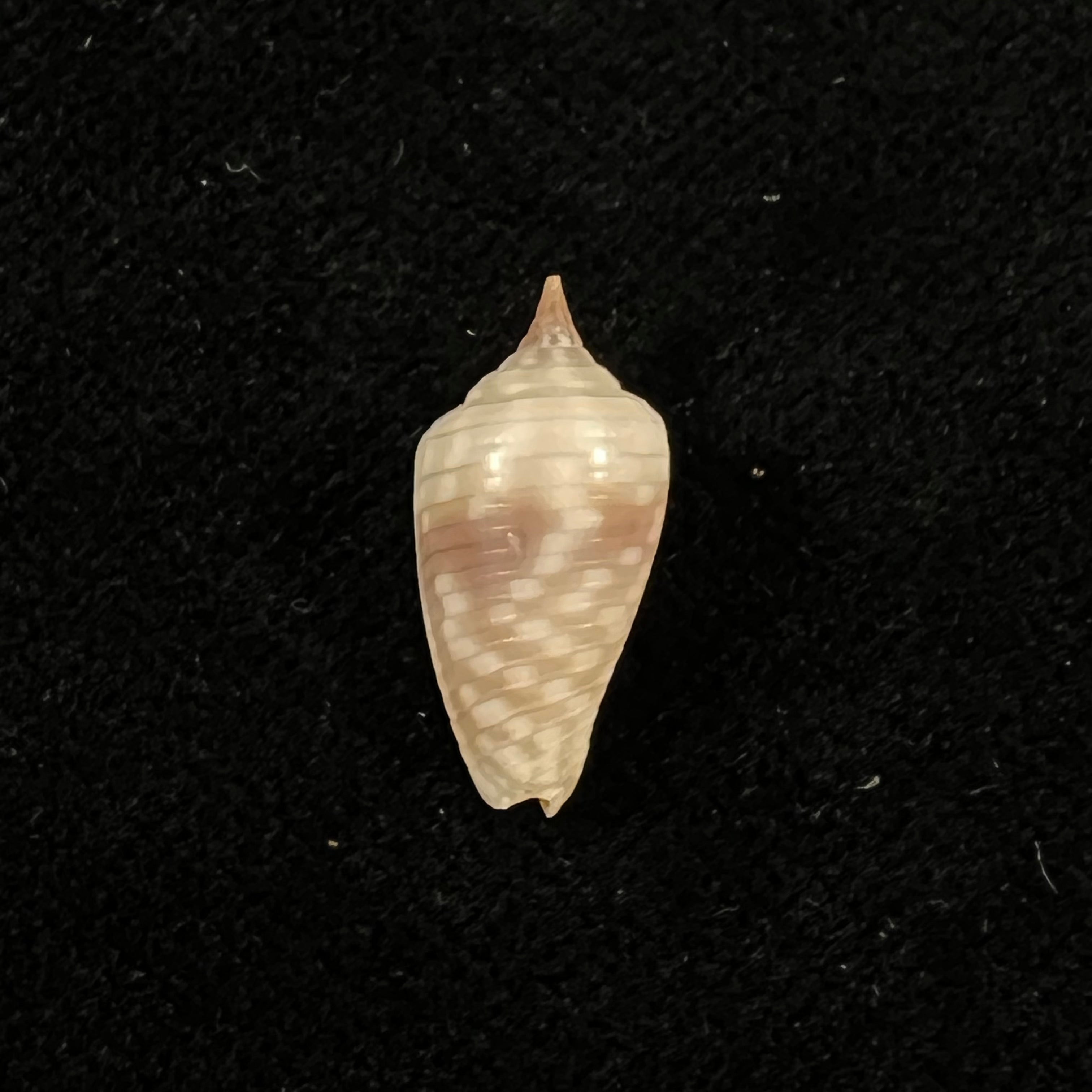 Imbricaria conularis (Lamarck, 1811) - 17,6毫米