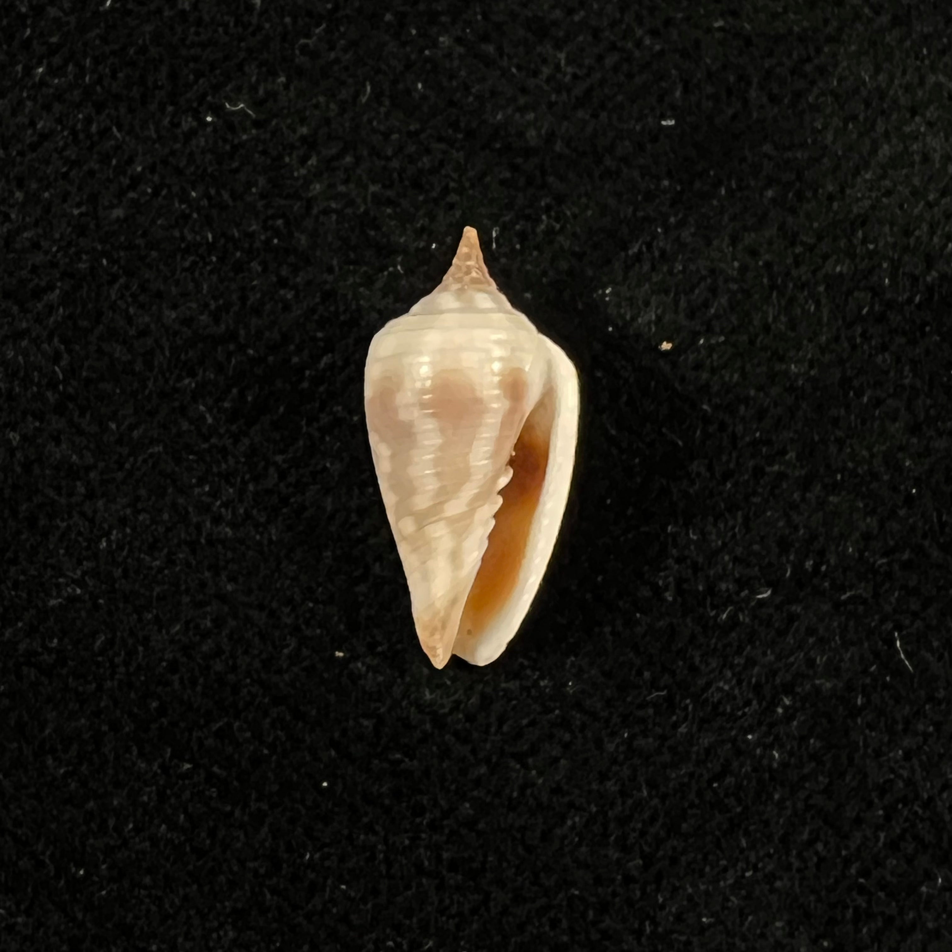 Imbricaria conularis (Lamarck, 1811) - 17,6毫米