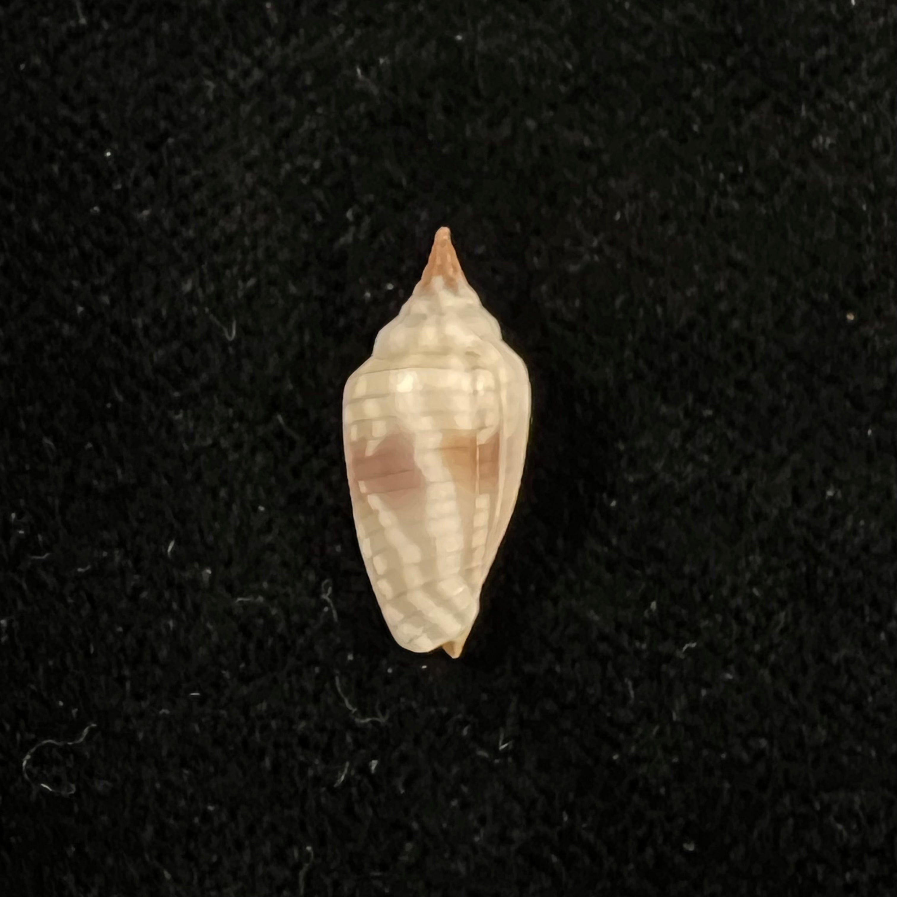 Imbricaria conularis (Lamarck, 1811) - 17,5毫米