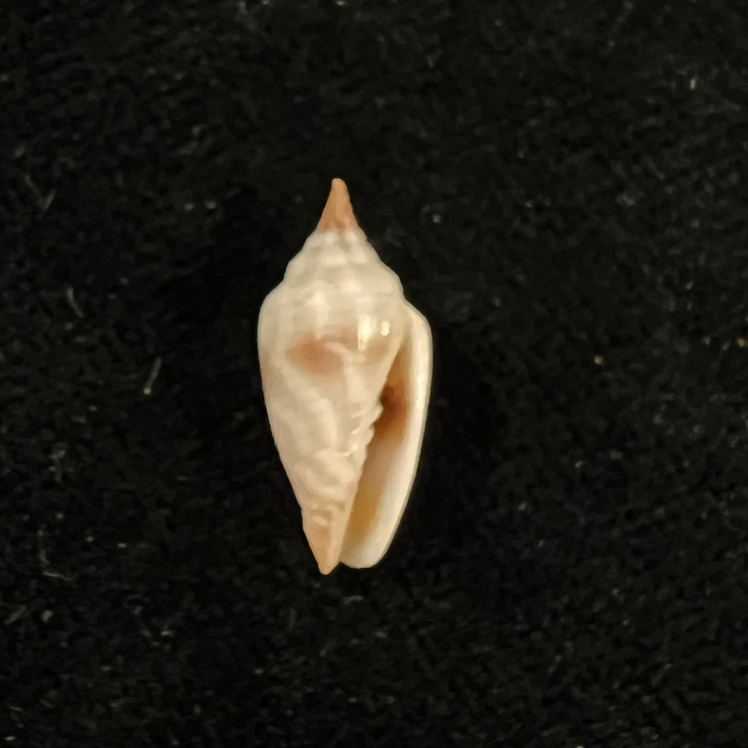 Imbricaria conularis (Lamarck, 1811) - 17,5毫米