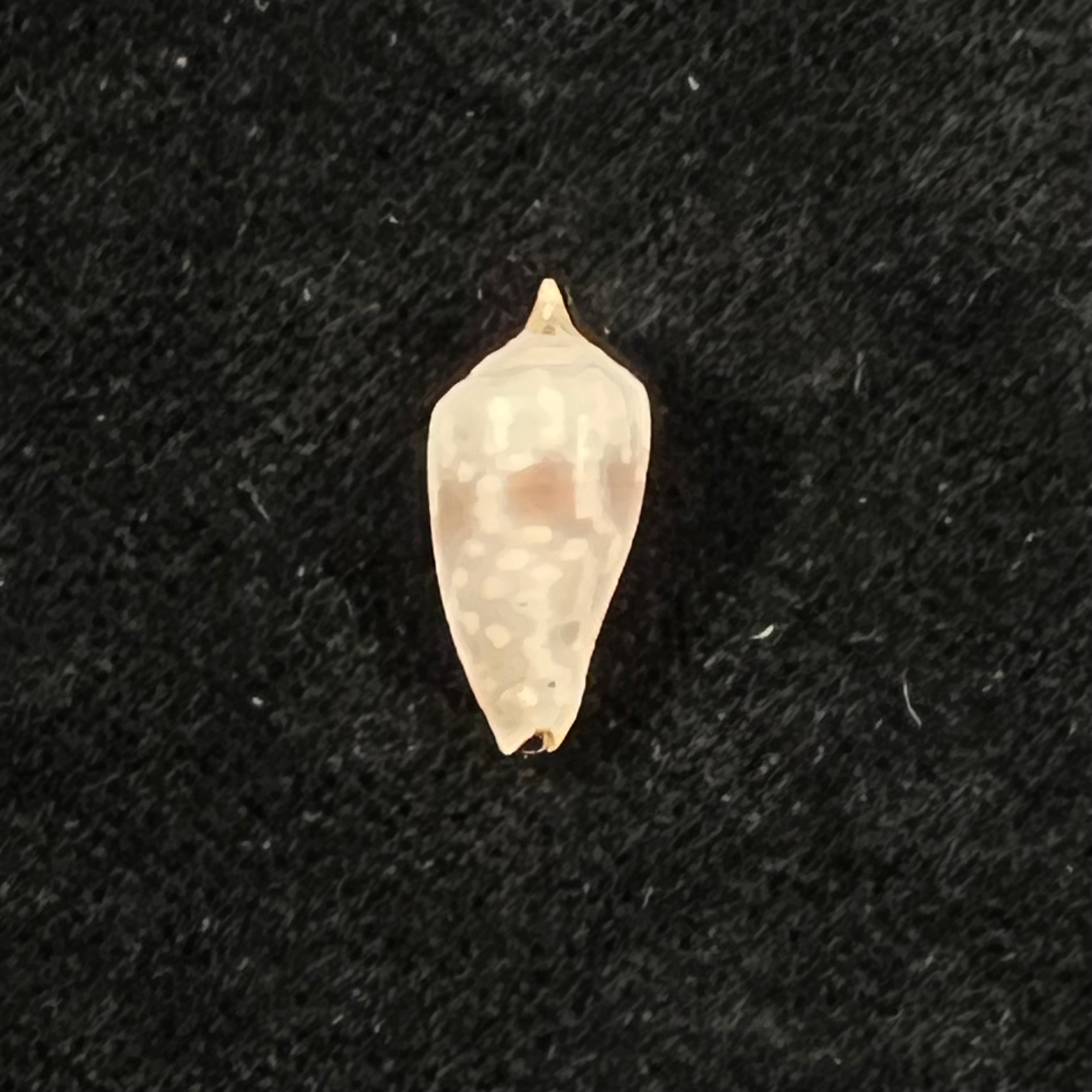Imbricaria conularis (Lamarck, 1811) - 16,6毫米