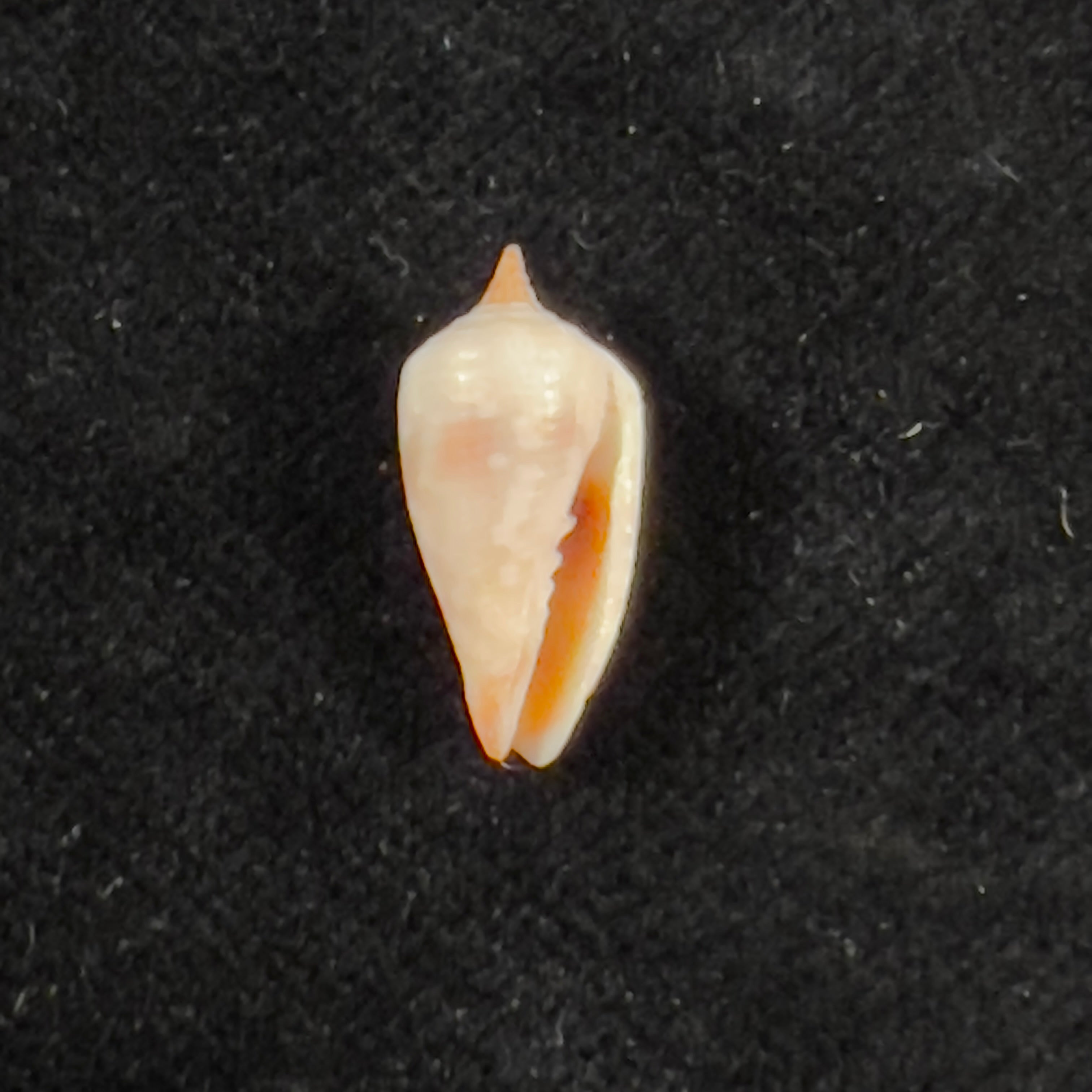 Imbricaria conularis (Lamarck, 1811) - 16,6毫米