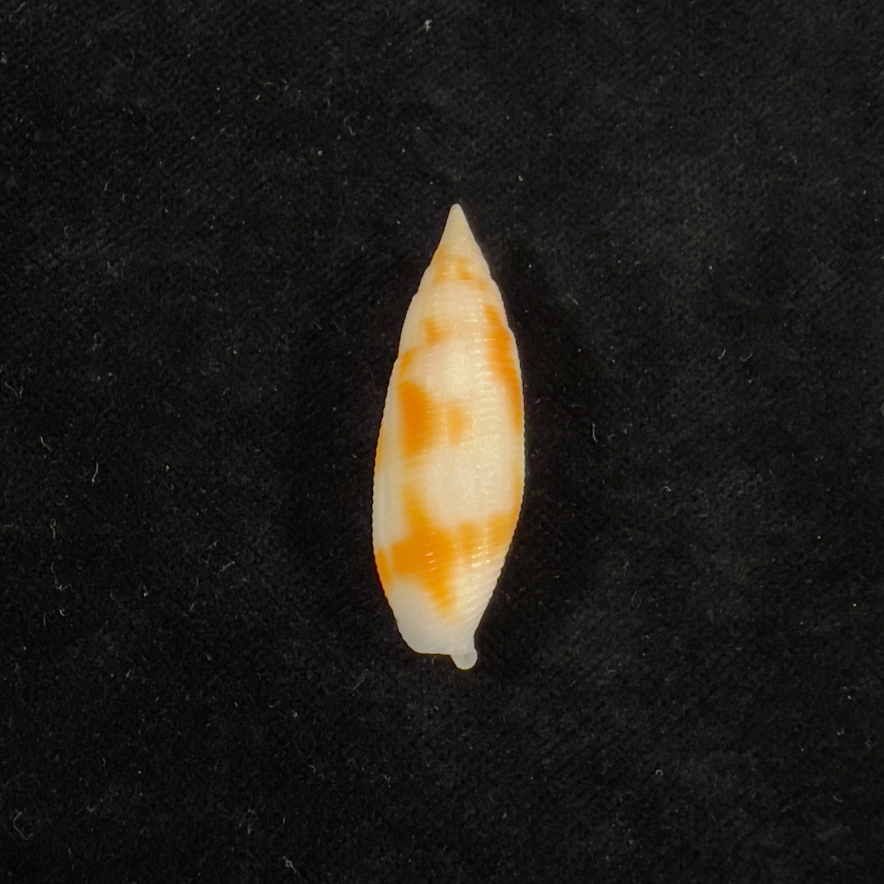 无齿星藻 (Swainson, 1823) - 38,6毫米