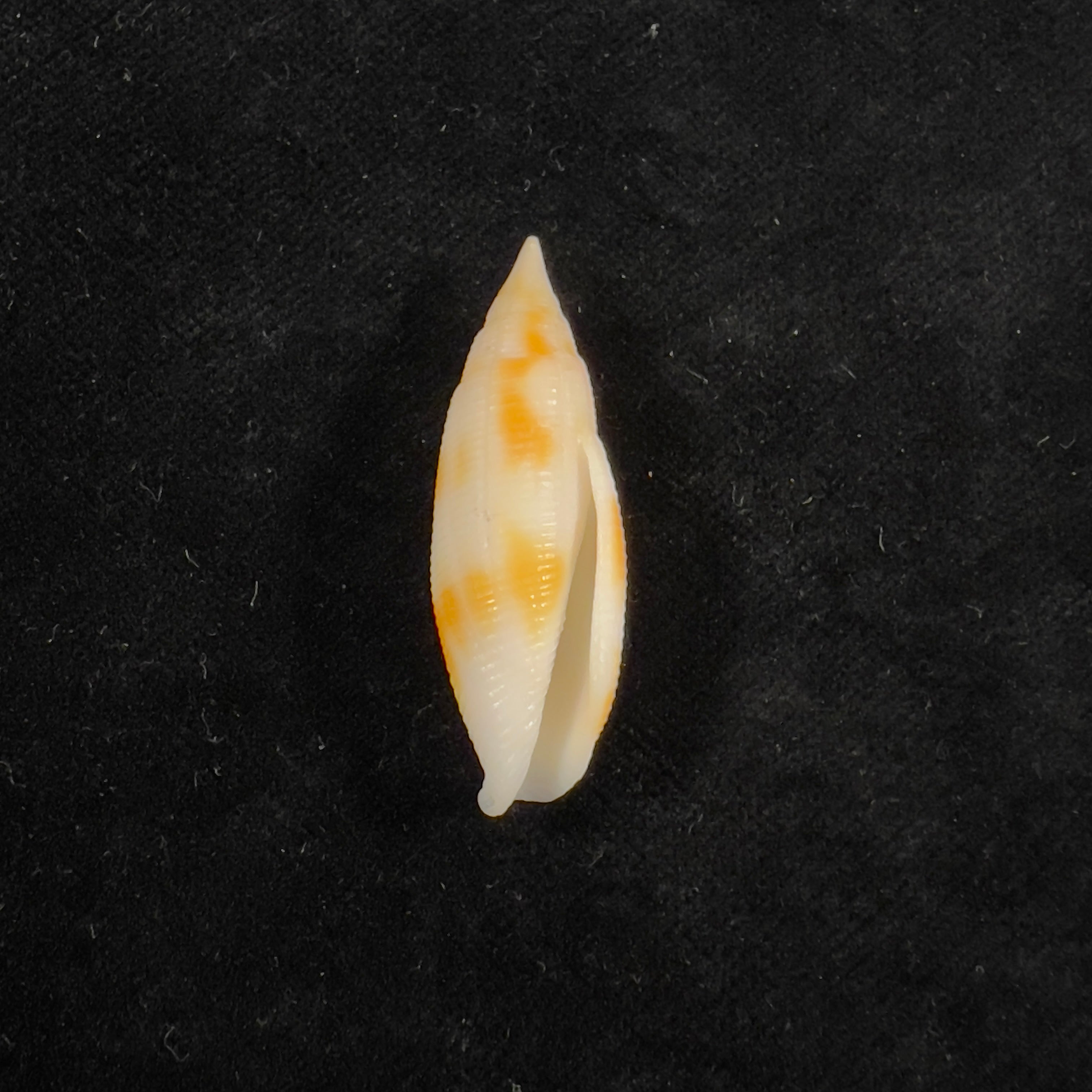 无齿星藻 (Swainson, 1823) - 38,6毫米