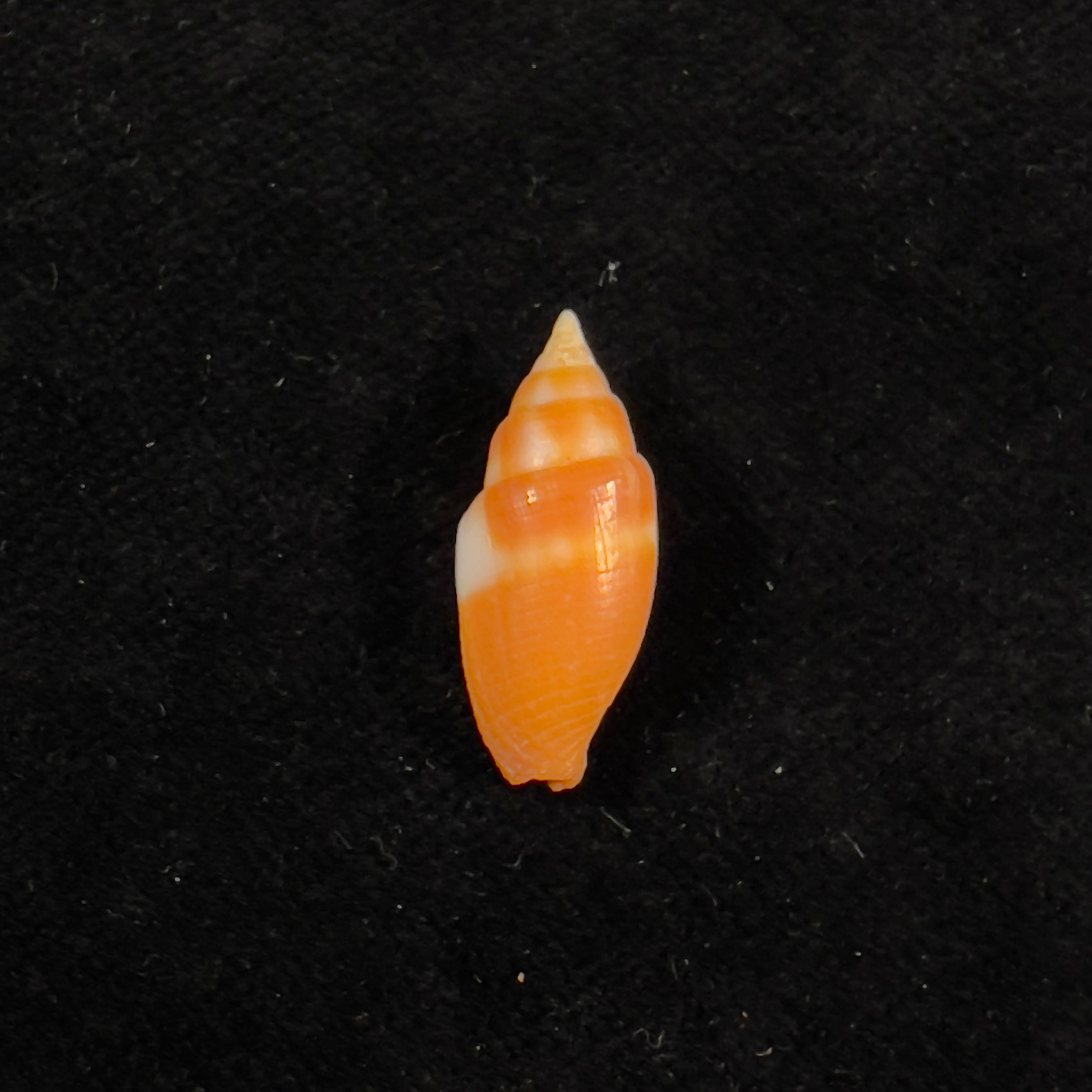 Strigatella assimilis (皮斯, 1868) - 22 毫米