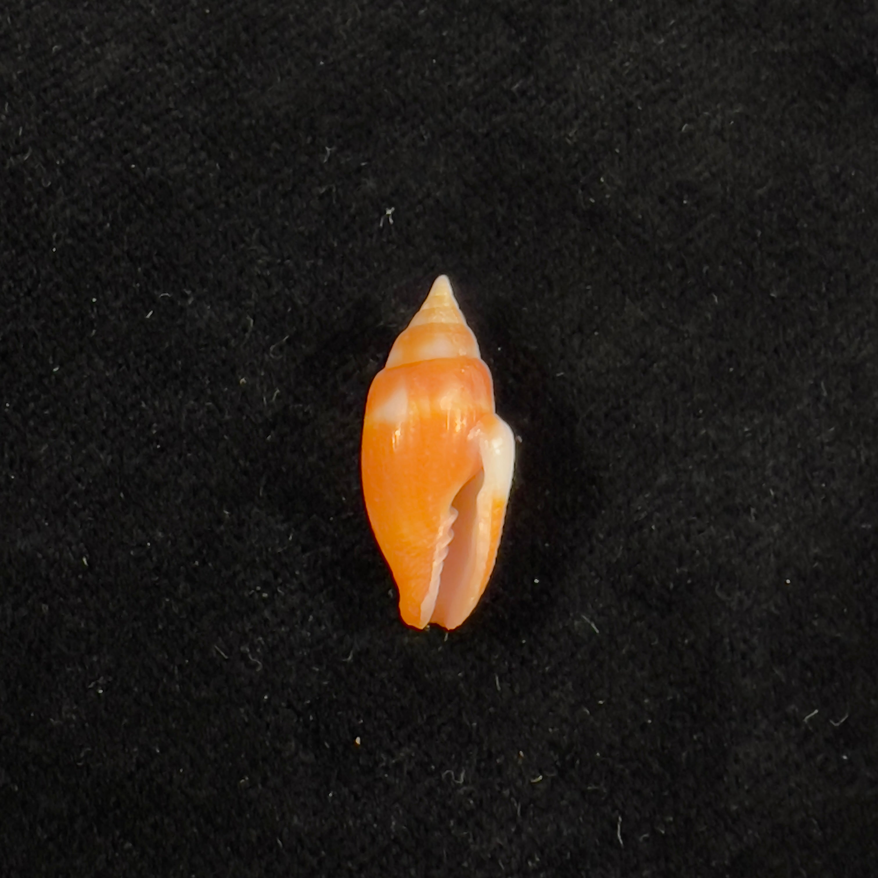 Strigatella assimilis (皮斯, 1868) - 22 毫米