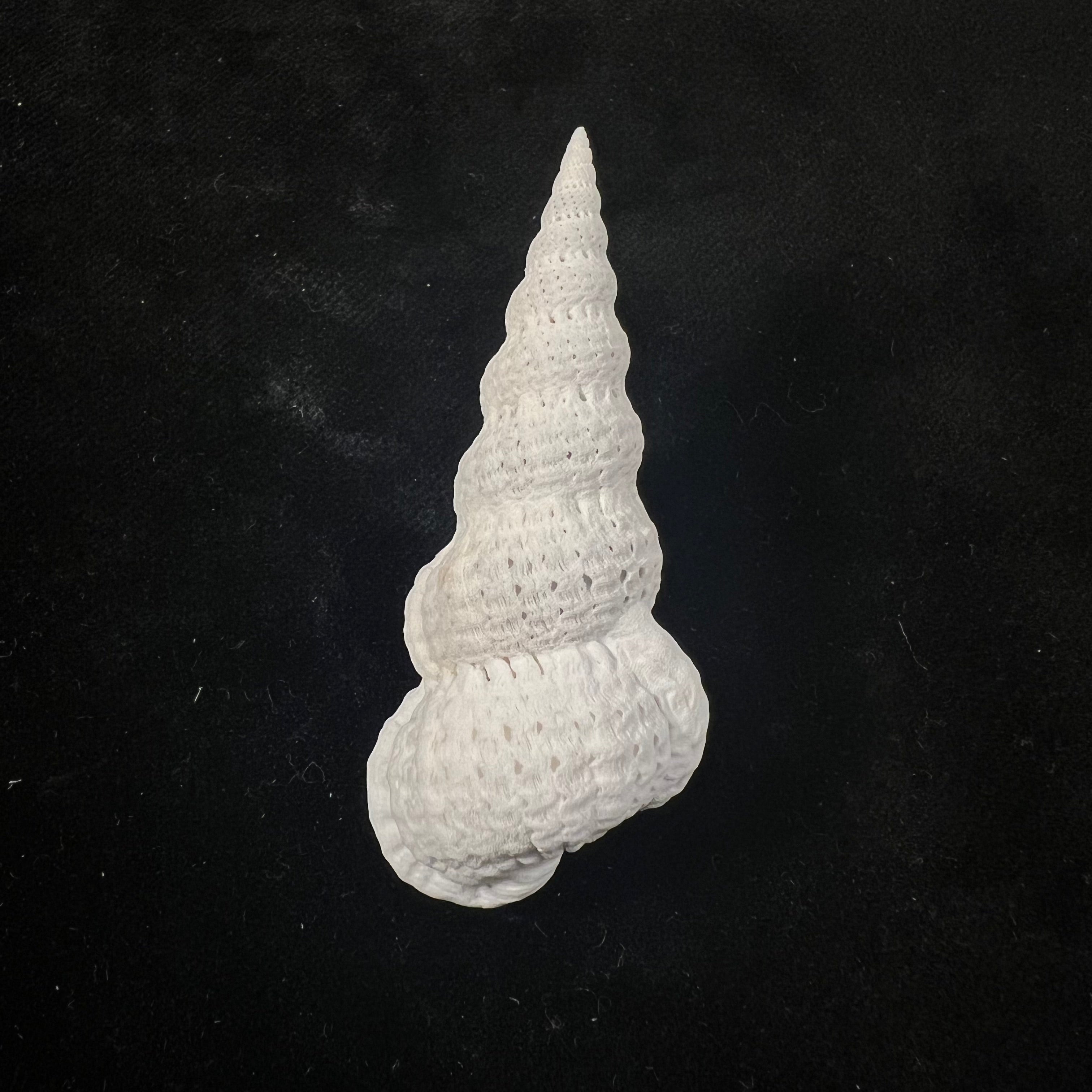 Cirsotrema varicosum (Lamarck, 1822) - 59,6毫米