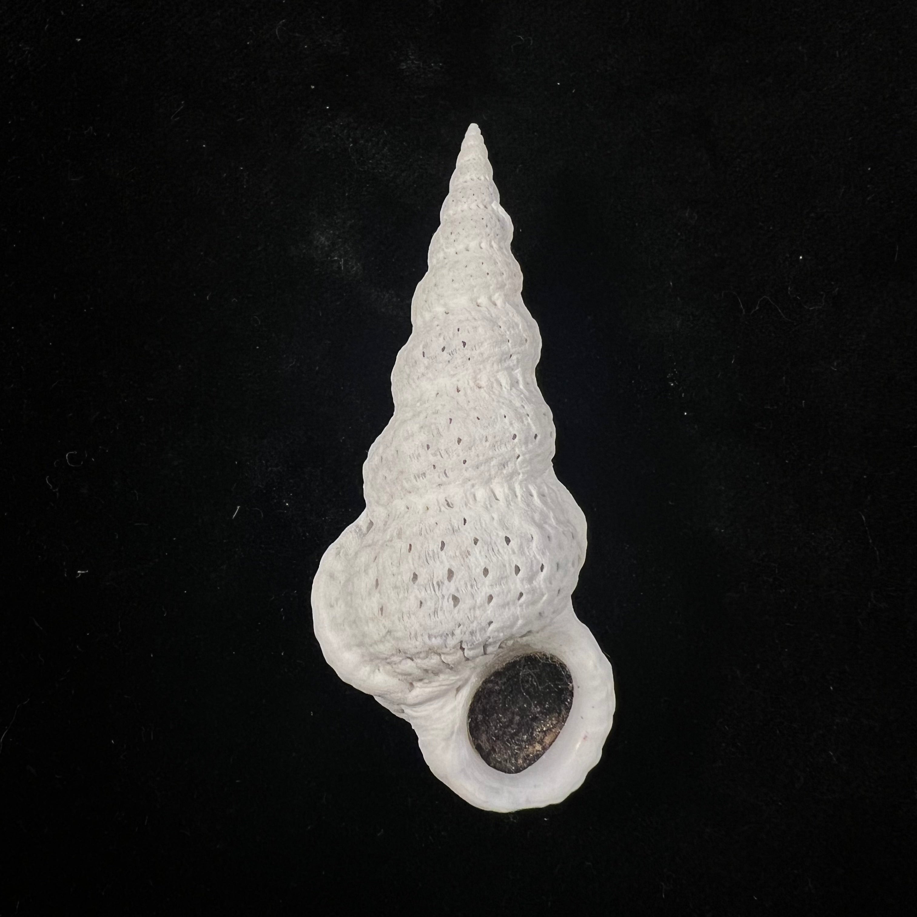 Cirsotrema varicosum (Lamarck, 1822) - 59,6毫米