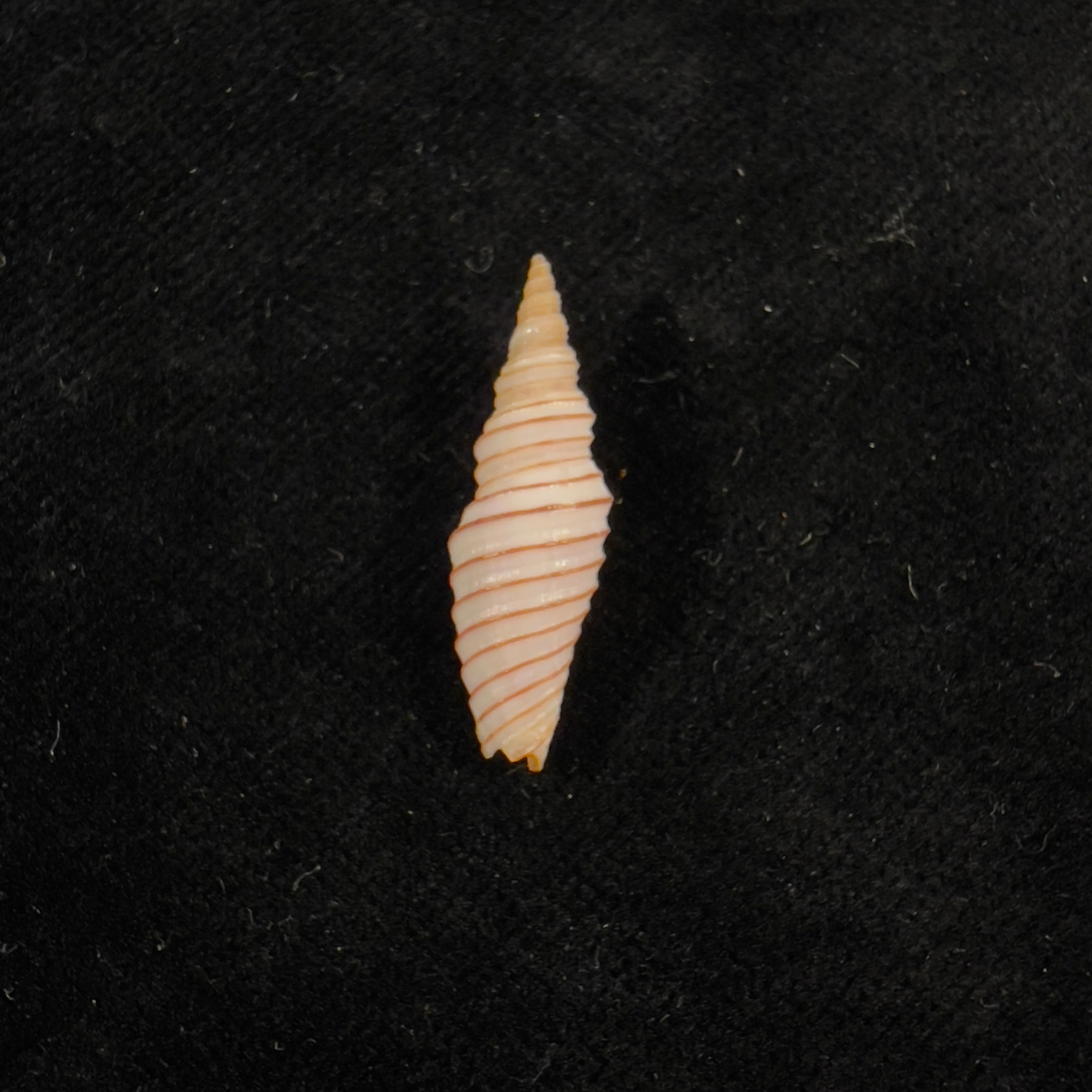 Subcancilla calodinota (S. S. Berry, 1960) - 25,6mm