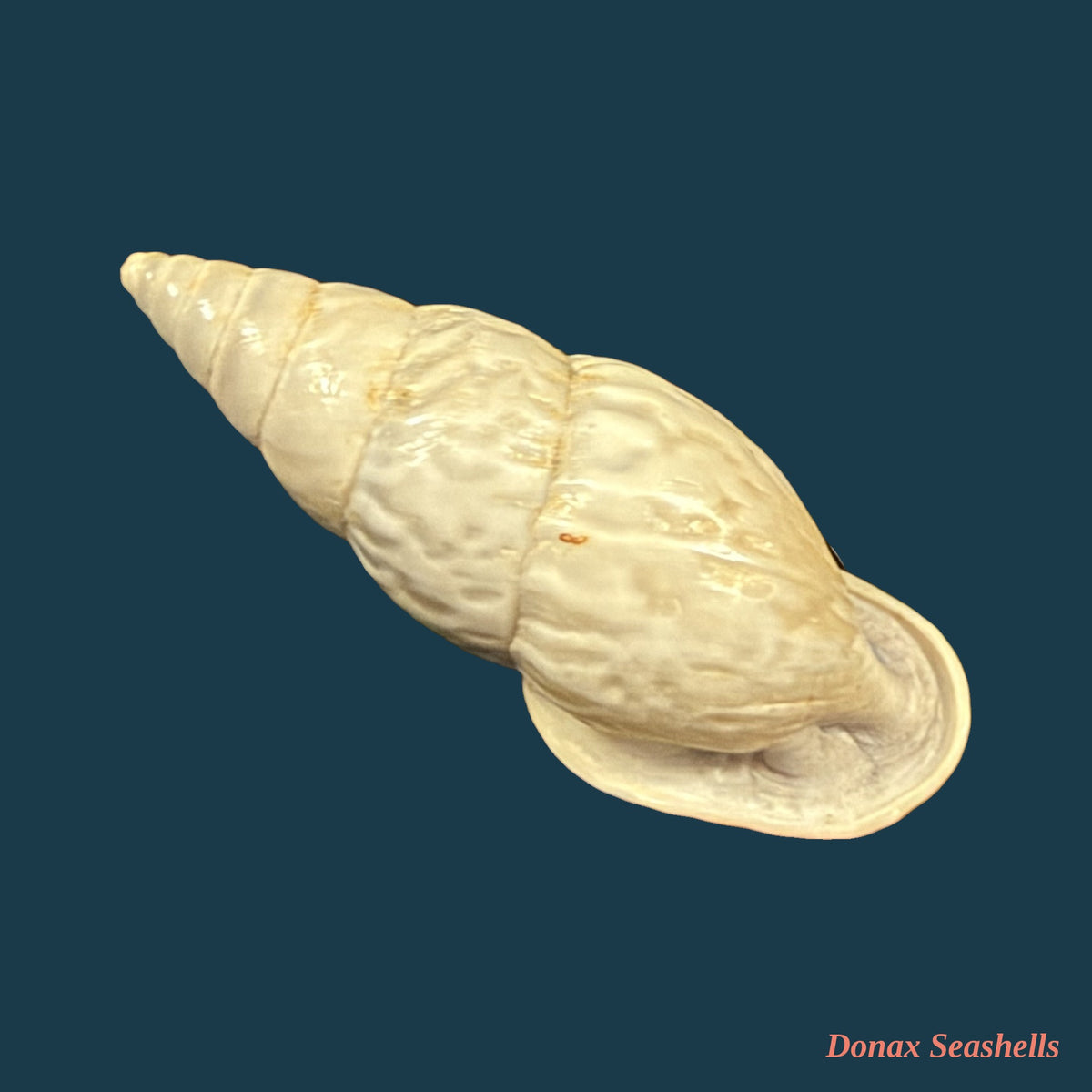 Burringtonia exesa (Spix, 1827) - 33mm