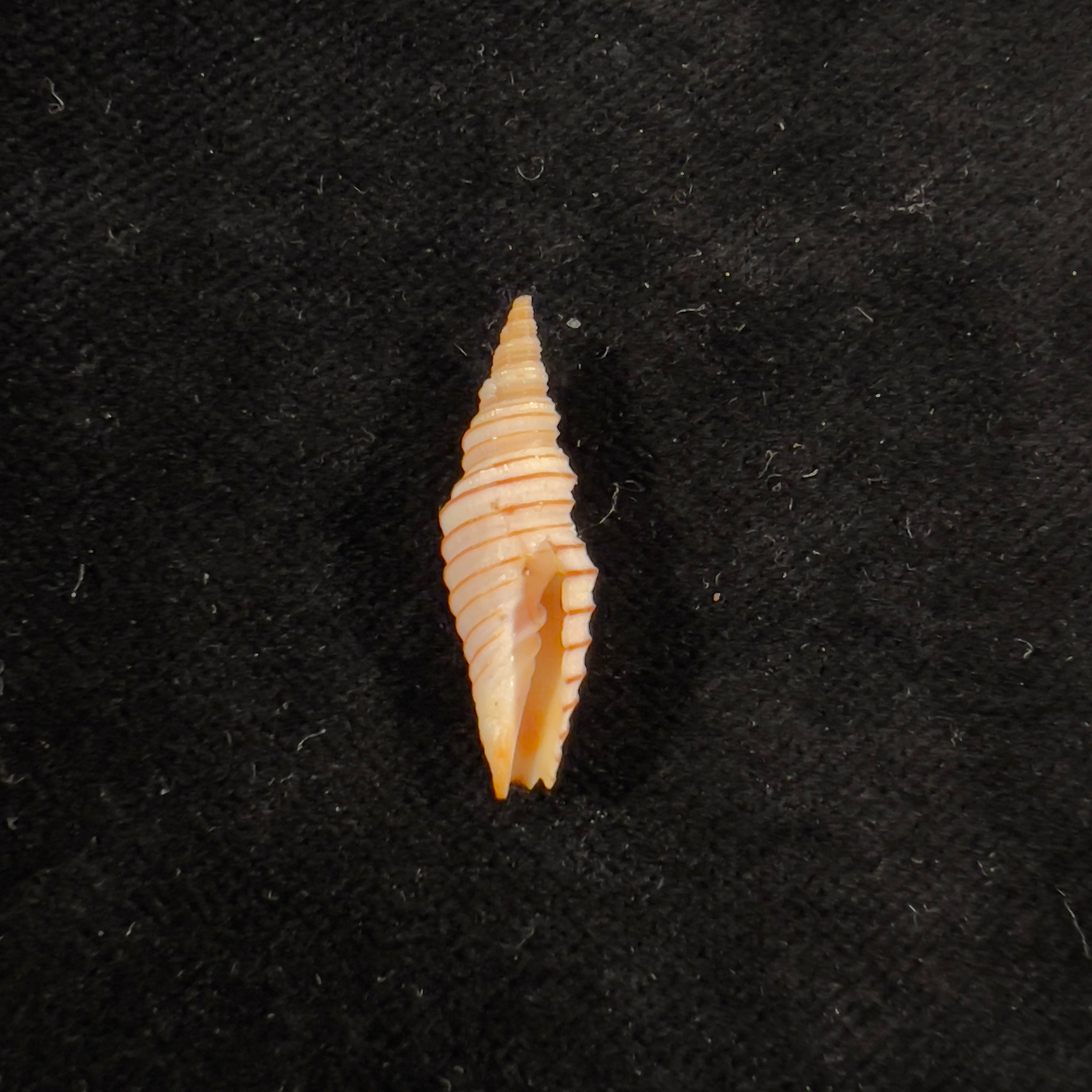 Subcancilla calodinota (S. S. Berry, 1960) - 25,6mm