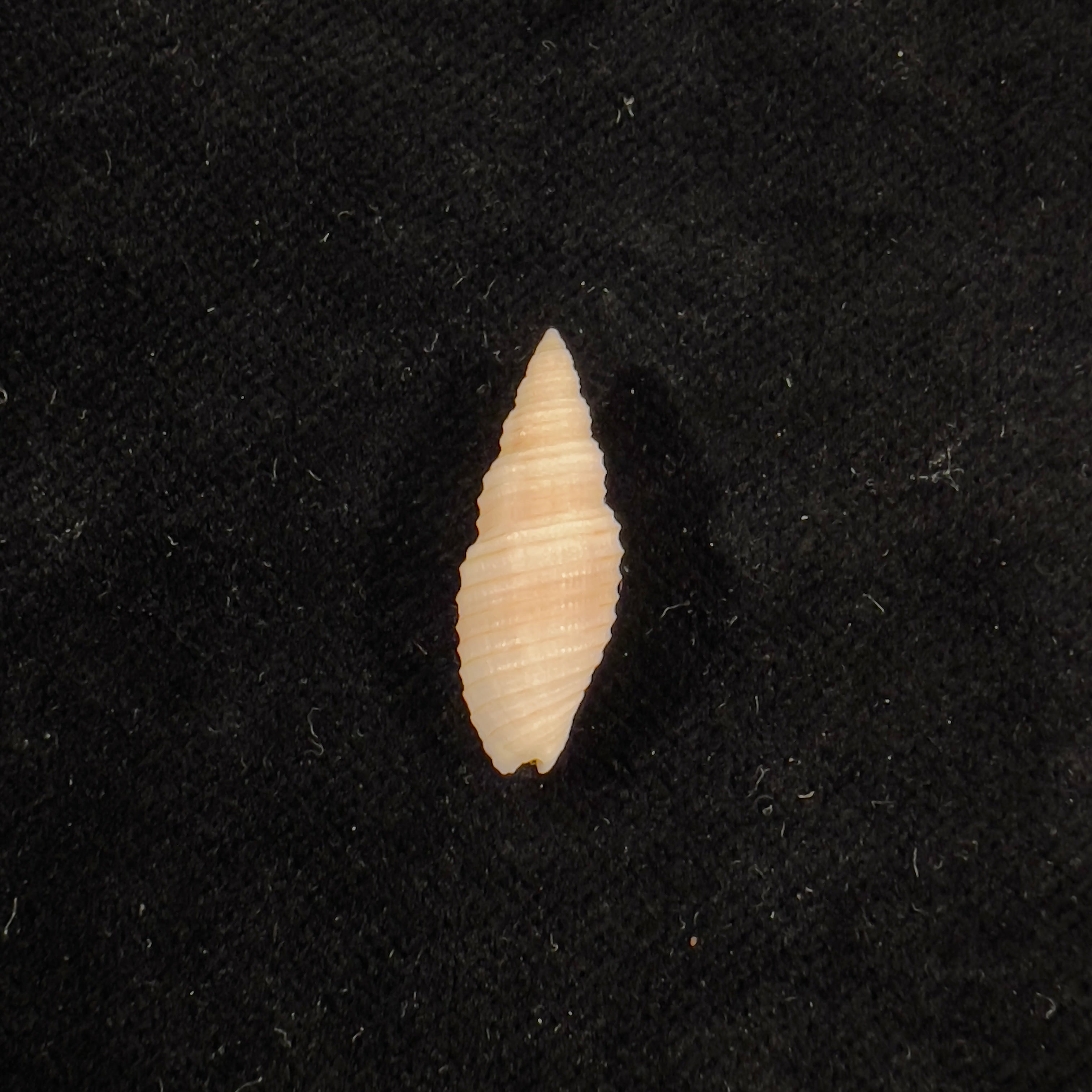 Subcancilla lopesi (Matthews & Coelho, 1969) - 21,8mm