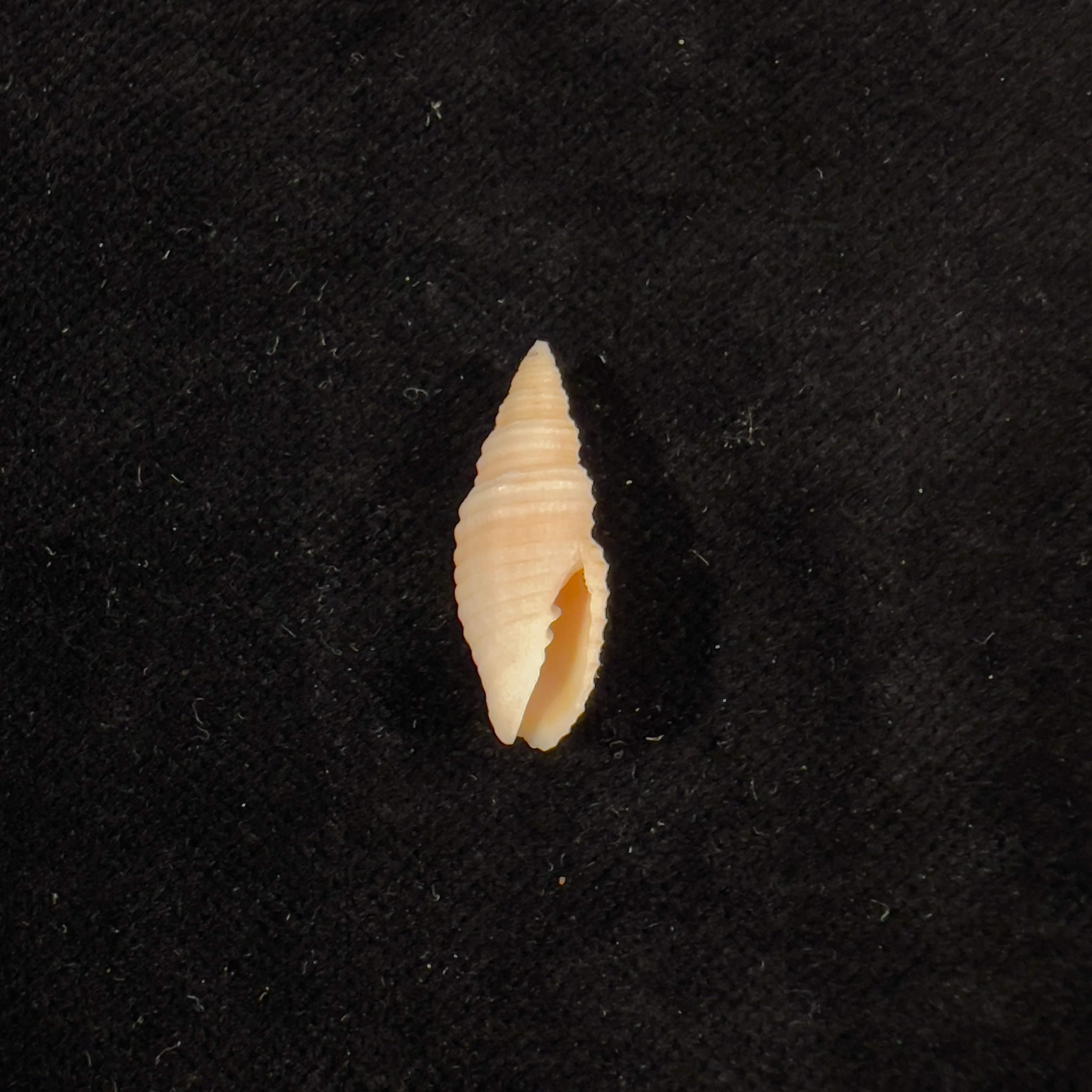 Subcancilla lopesi (Matthews & Coelho, 1969) - 21,8mm