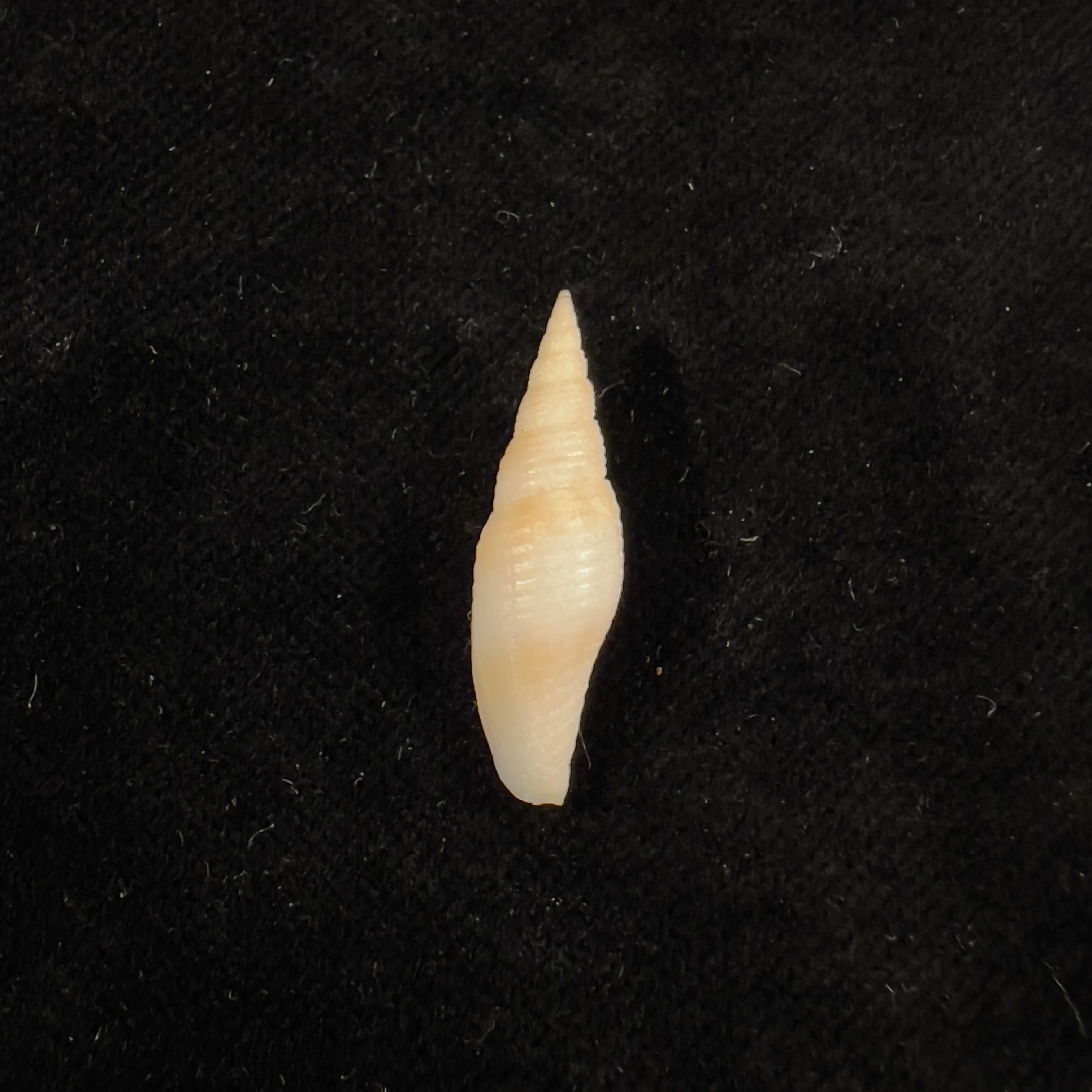 Subcancilla larranagai (Carcelles, 1947) - 26,4mm