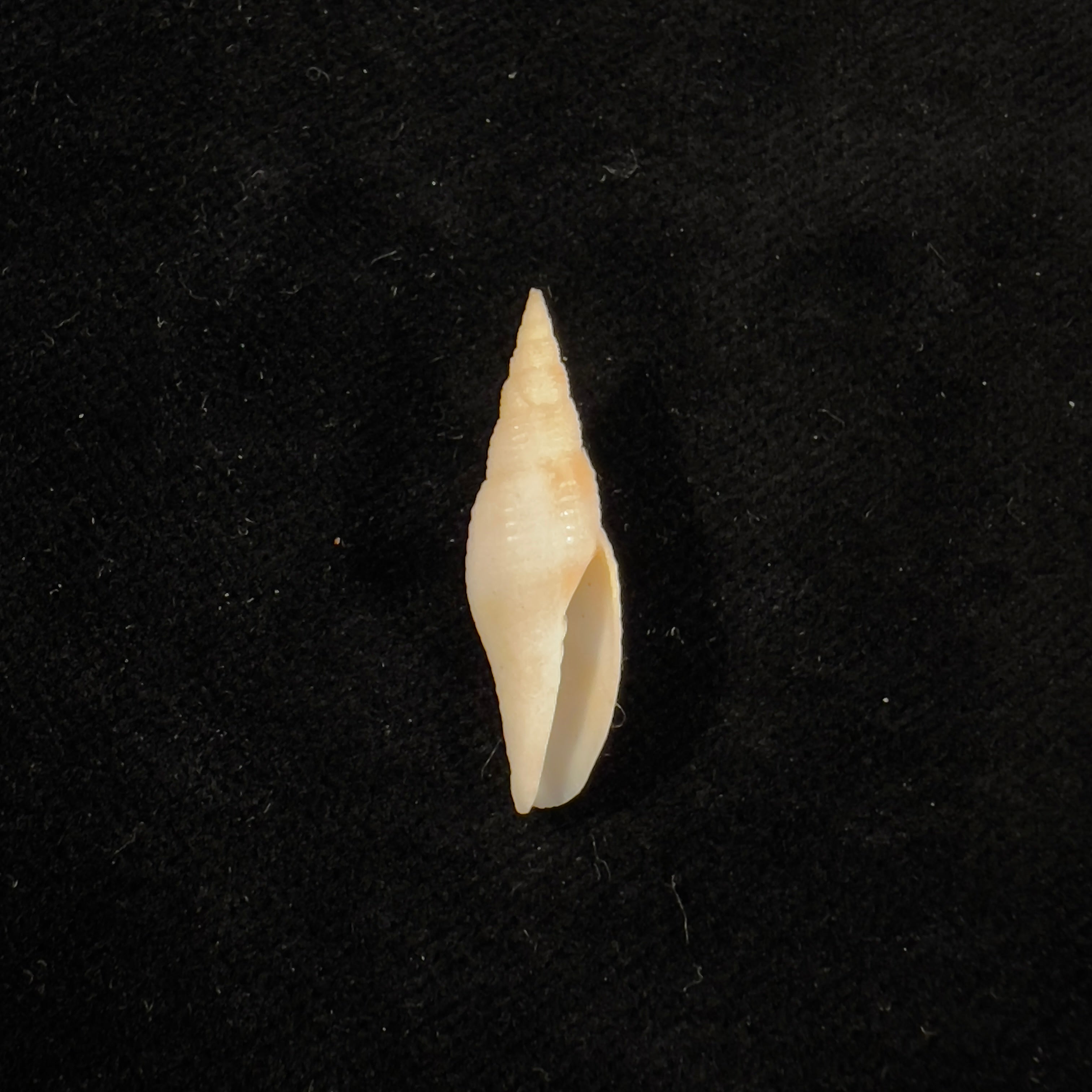 Subcancilla larranagai (Carcelles, 1947) - 26,4mm