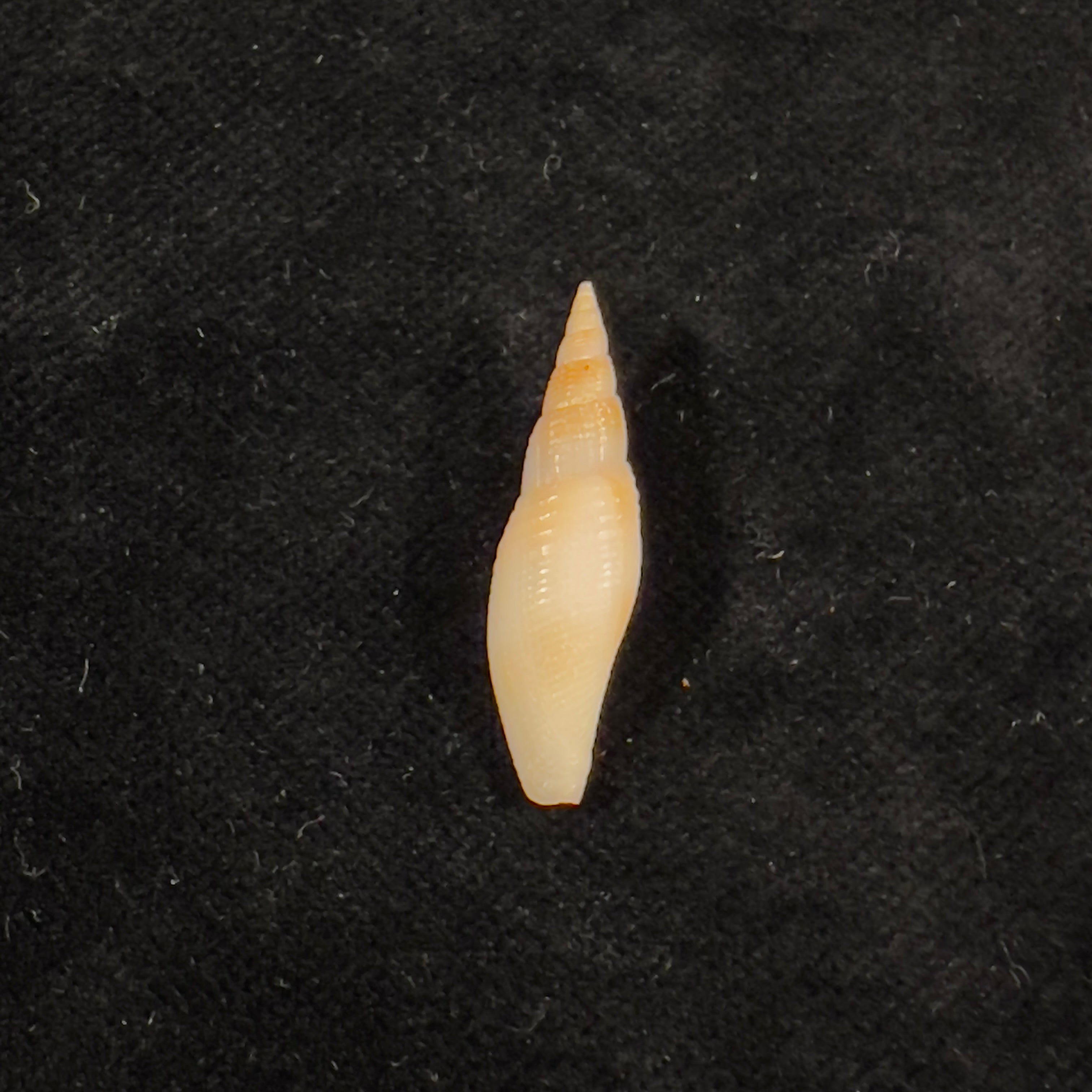 Subcancilla larranagai (Carcelles, 1947) - 27,1mm