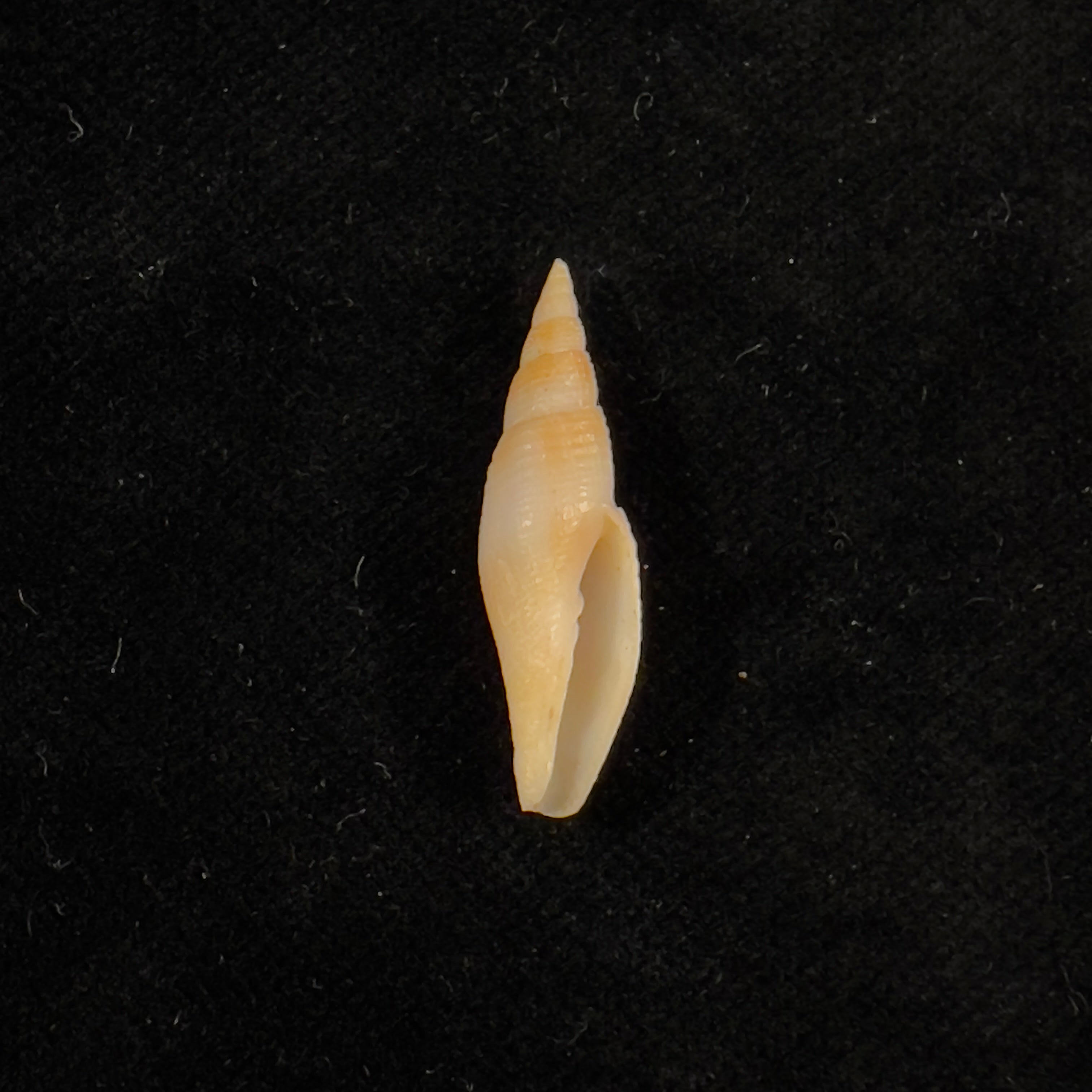 Subcancilla larranagai (Carcelles, 1947) - 27,1mm