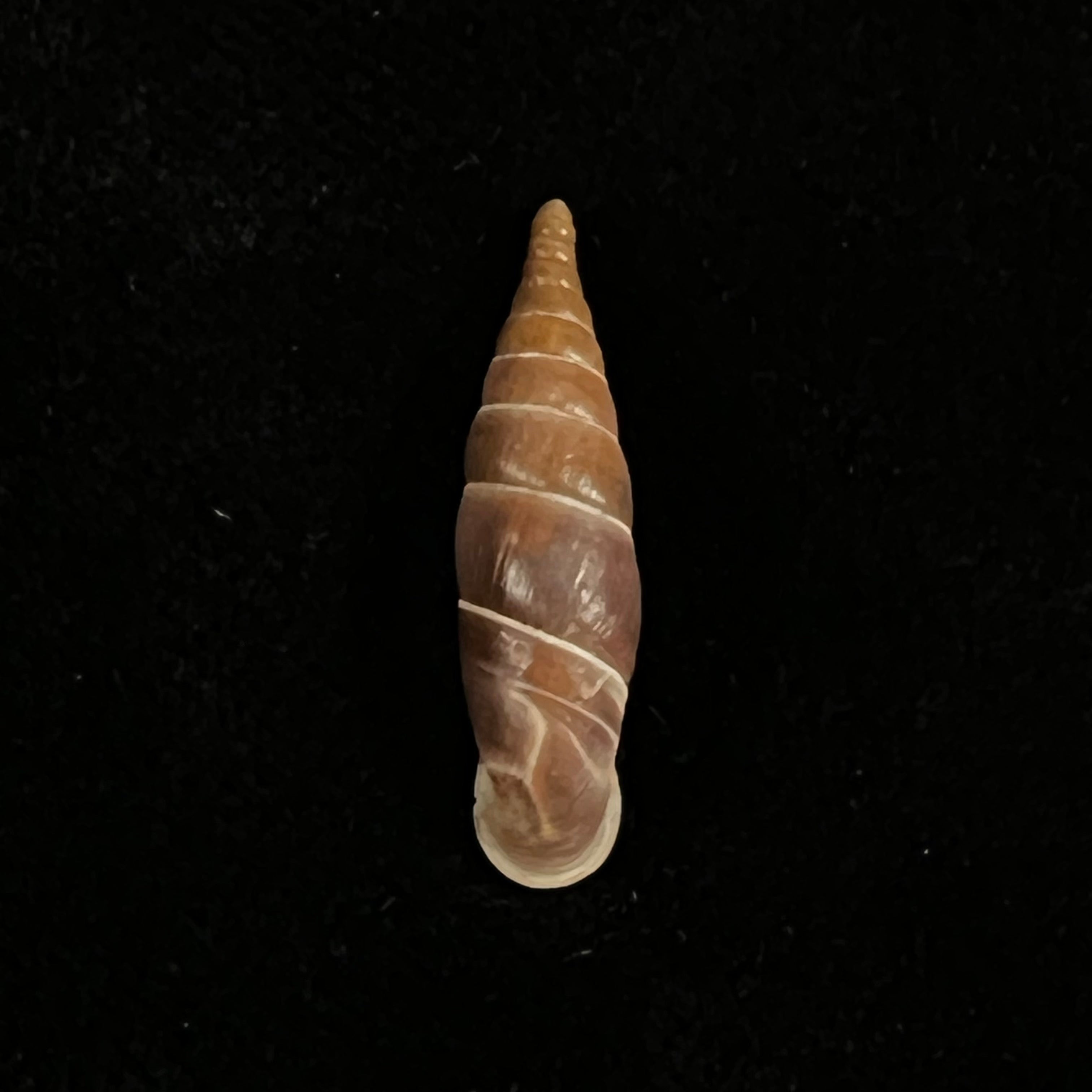 Herilla bosniensis rex H. Nordsieck, 1971 - 23,6毫米