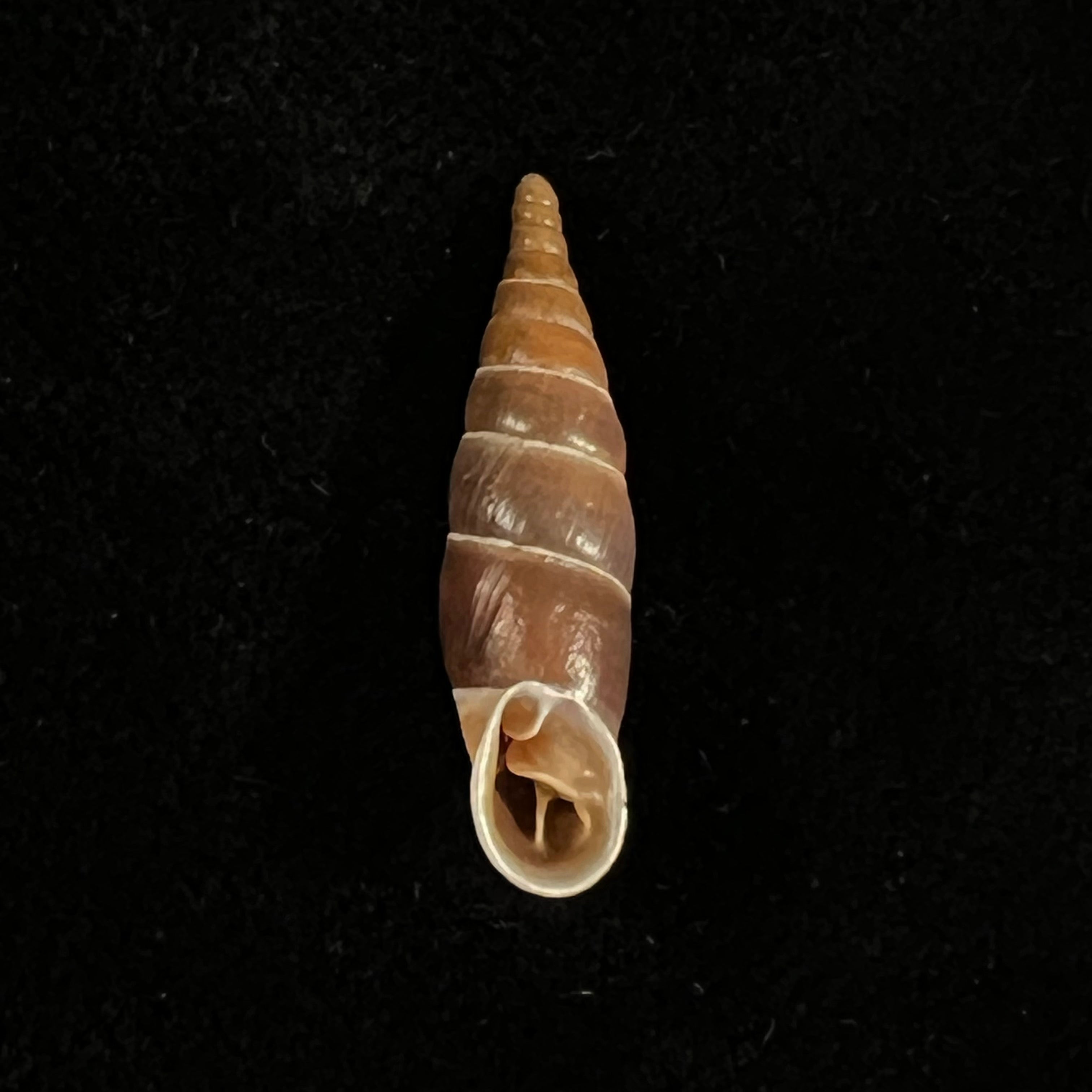 Herilla bosniensis rex H. Nordsieck, 1971 - 23,6毫米
