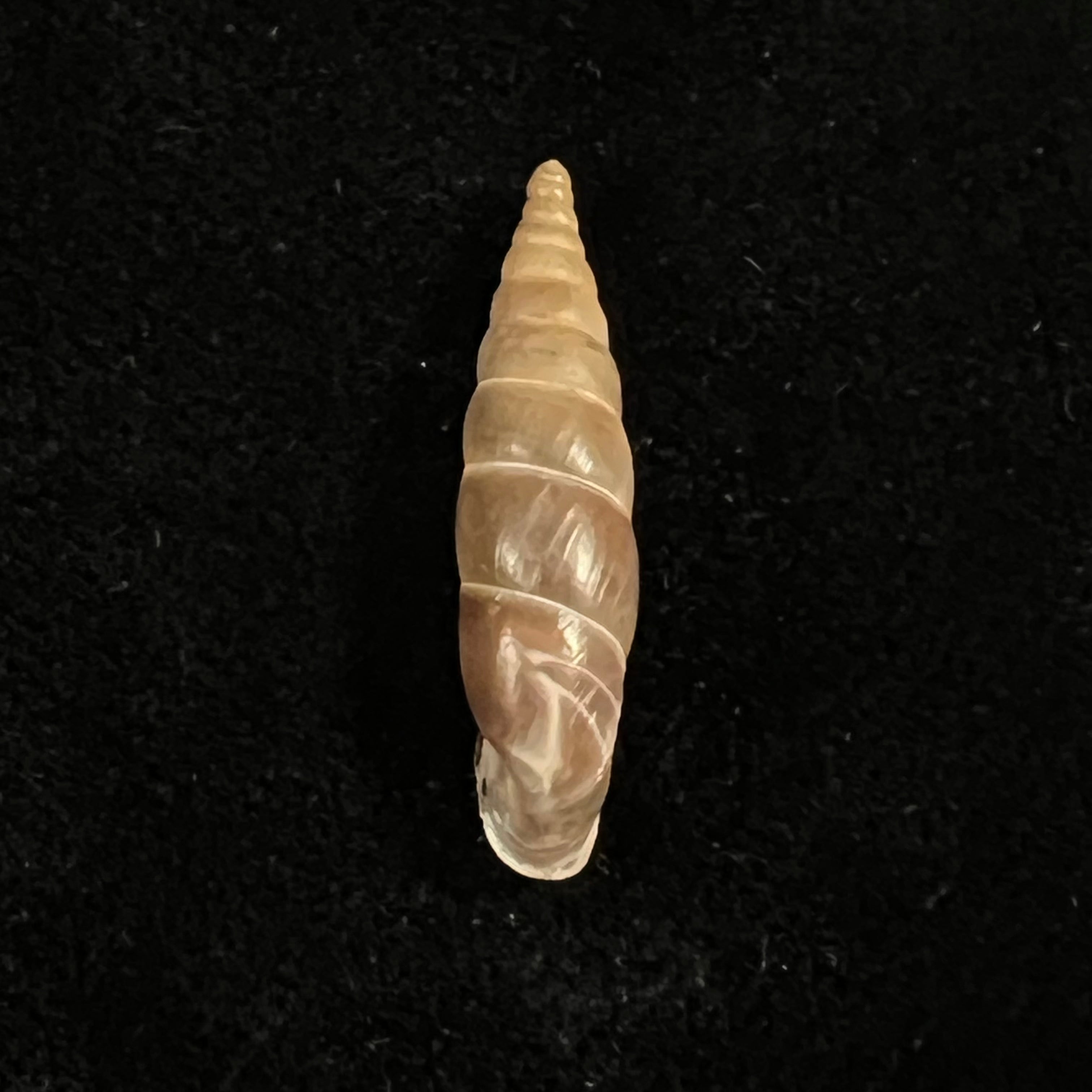 Herilla bosniensis (Pfeiffer, 1868) - 24,5mm