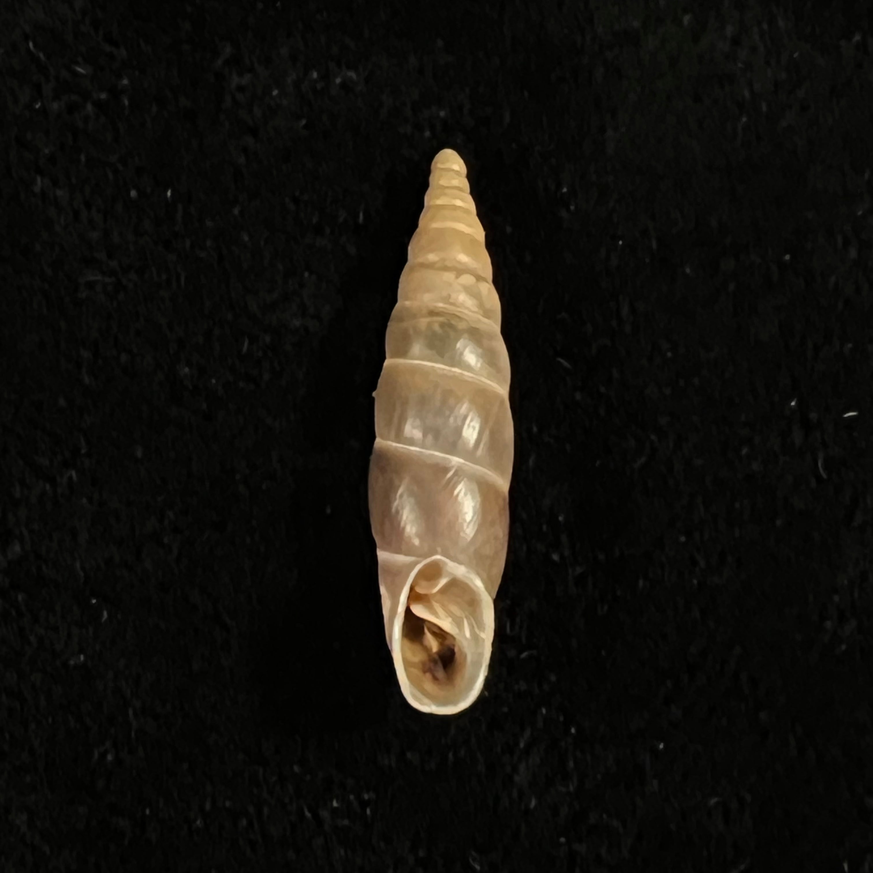 Herilla bosniensis (Pfeiffer, 1868) - 24,5mm