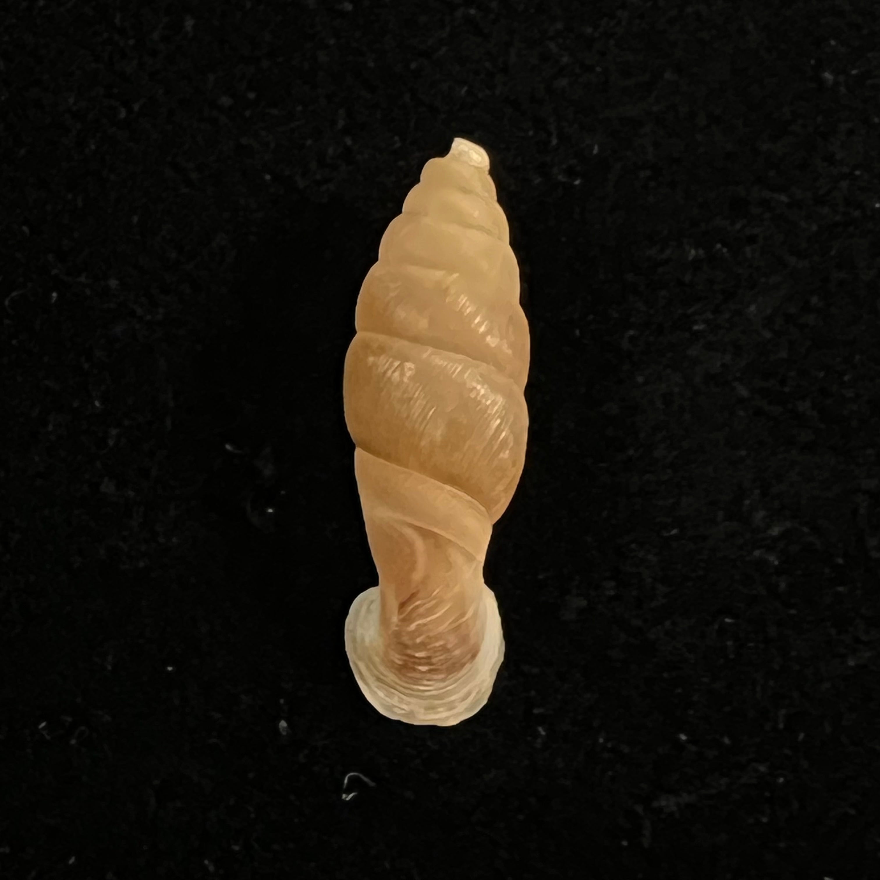Grandinenia gastrum pallida H. Nordsieck, 2007 - 22,8mm