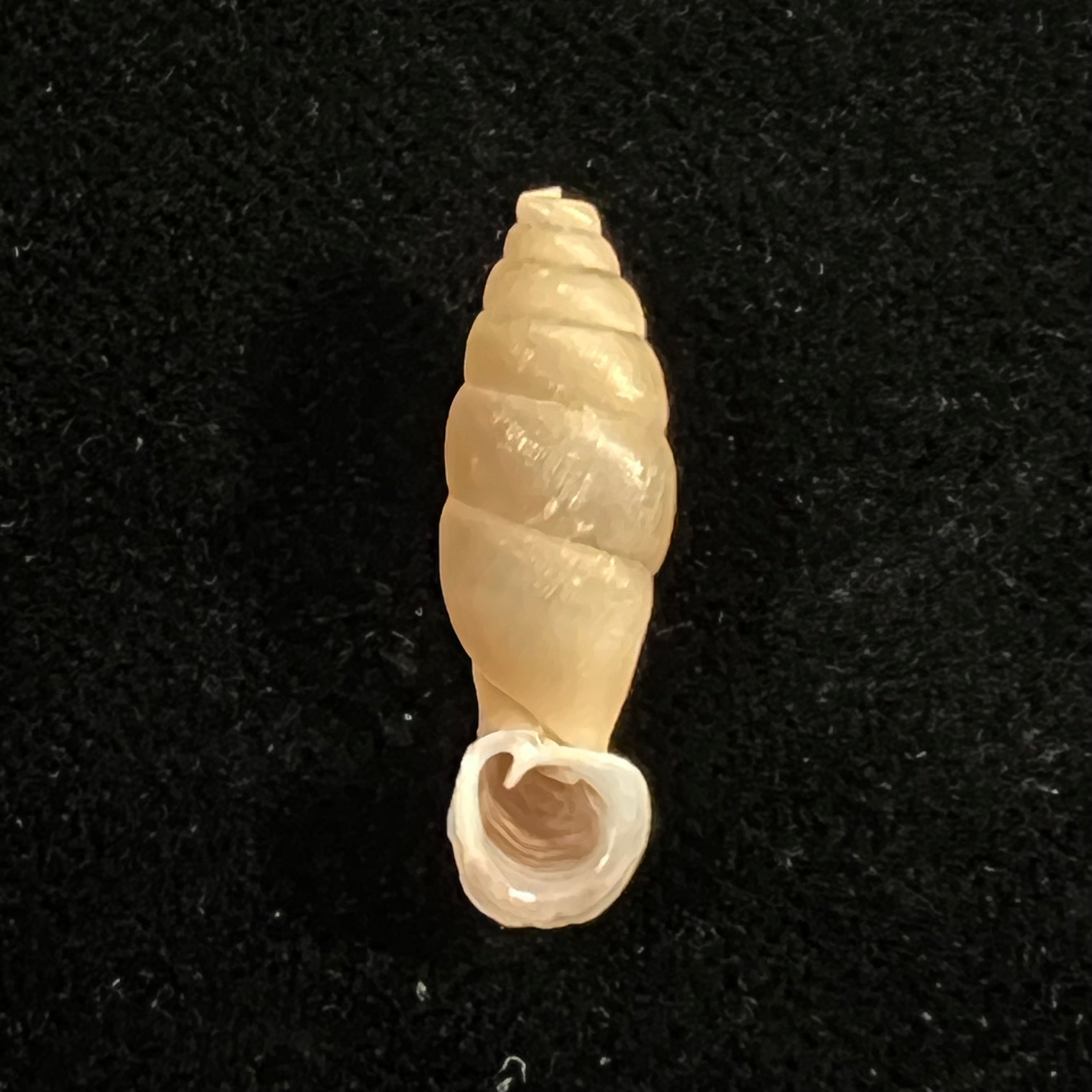 Grandinenia gastrum pallida H. Nordsieck, 2007 - 22,8mm