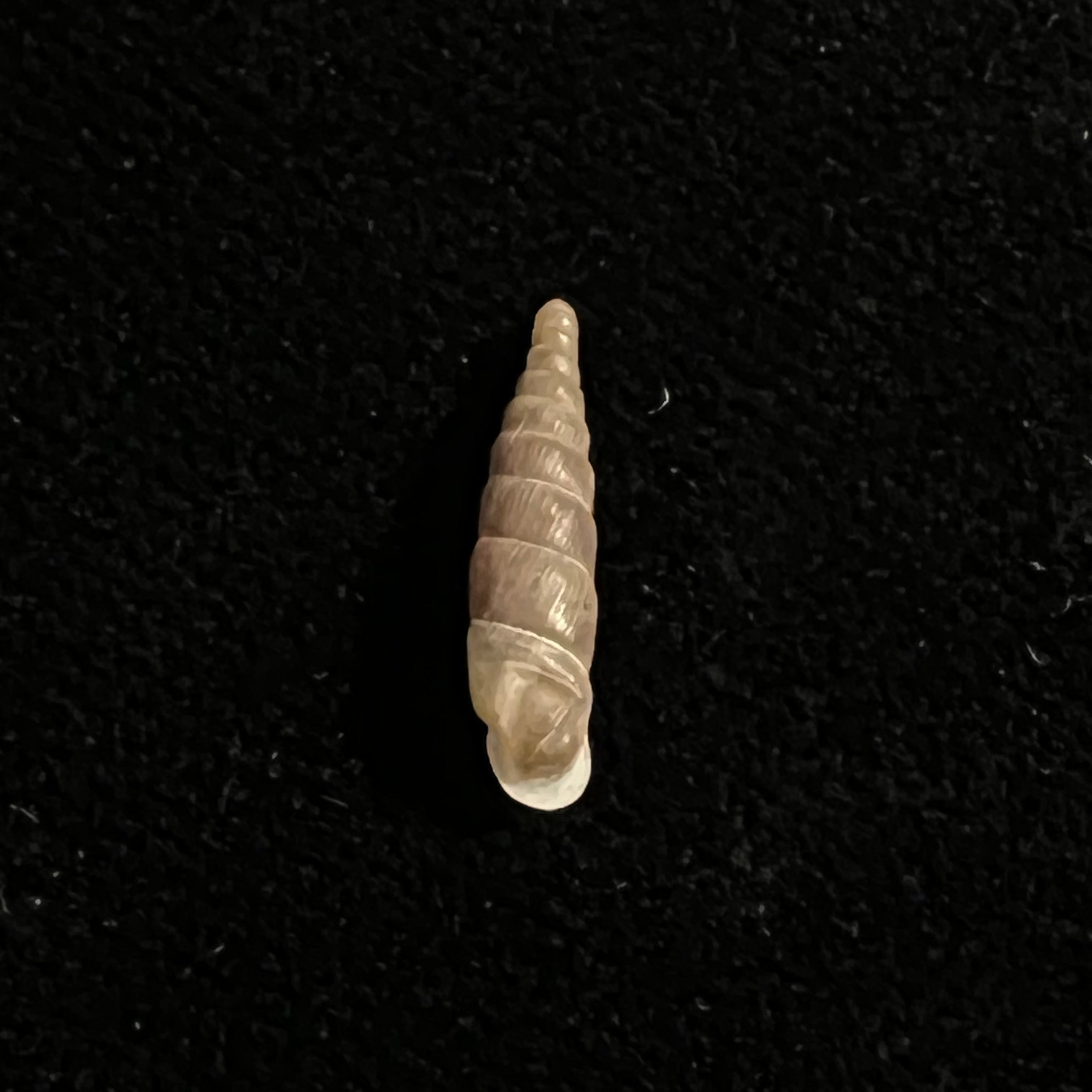Montenegrina kastoriae prespaensis Nordsieck, 1988 - 14,5mm