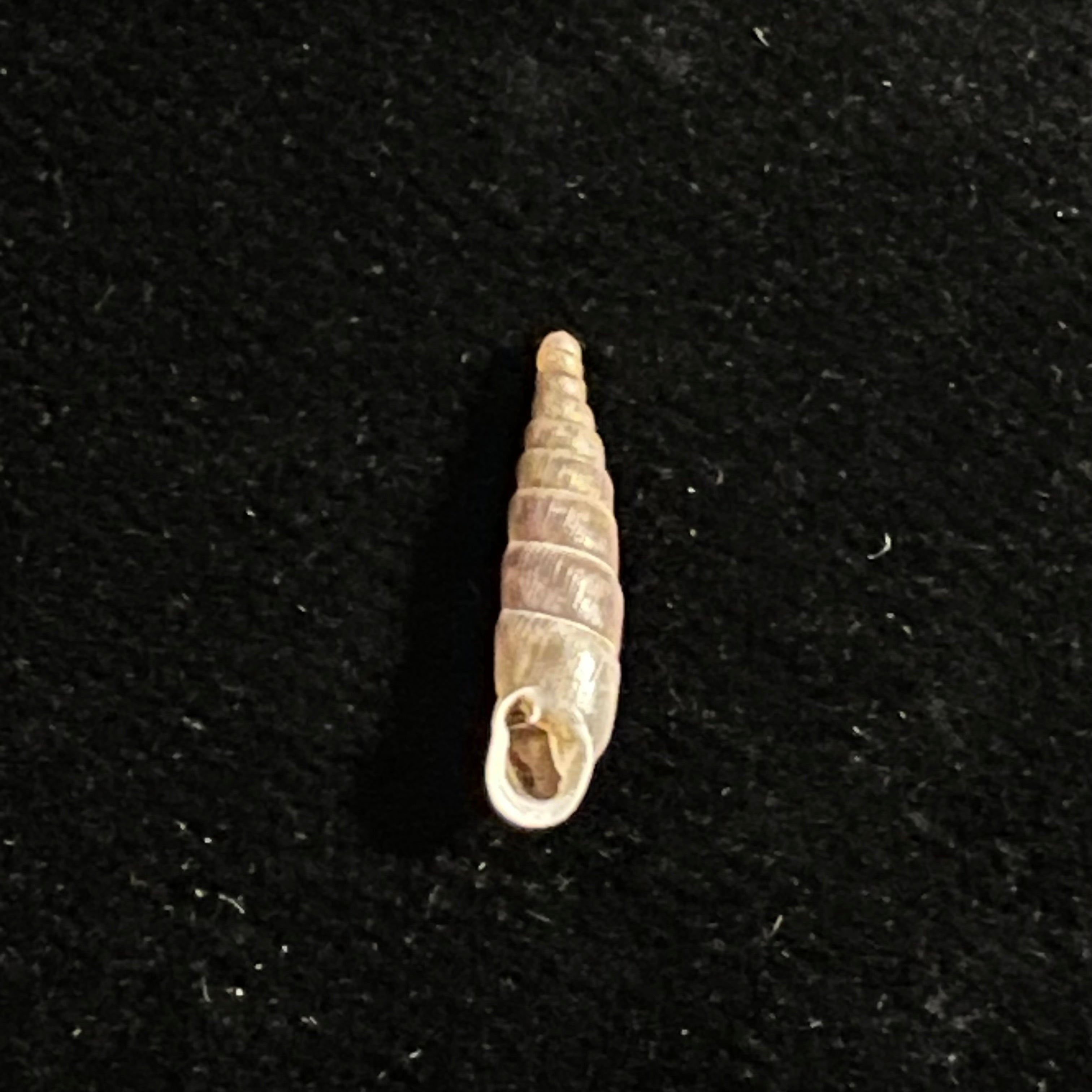 Montenegrina kastoriae prespaensis Nordsieck, 1988 - 14,5mm