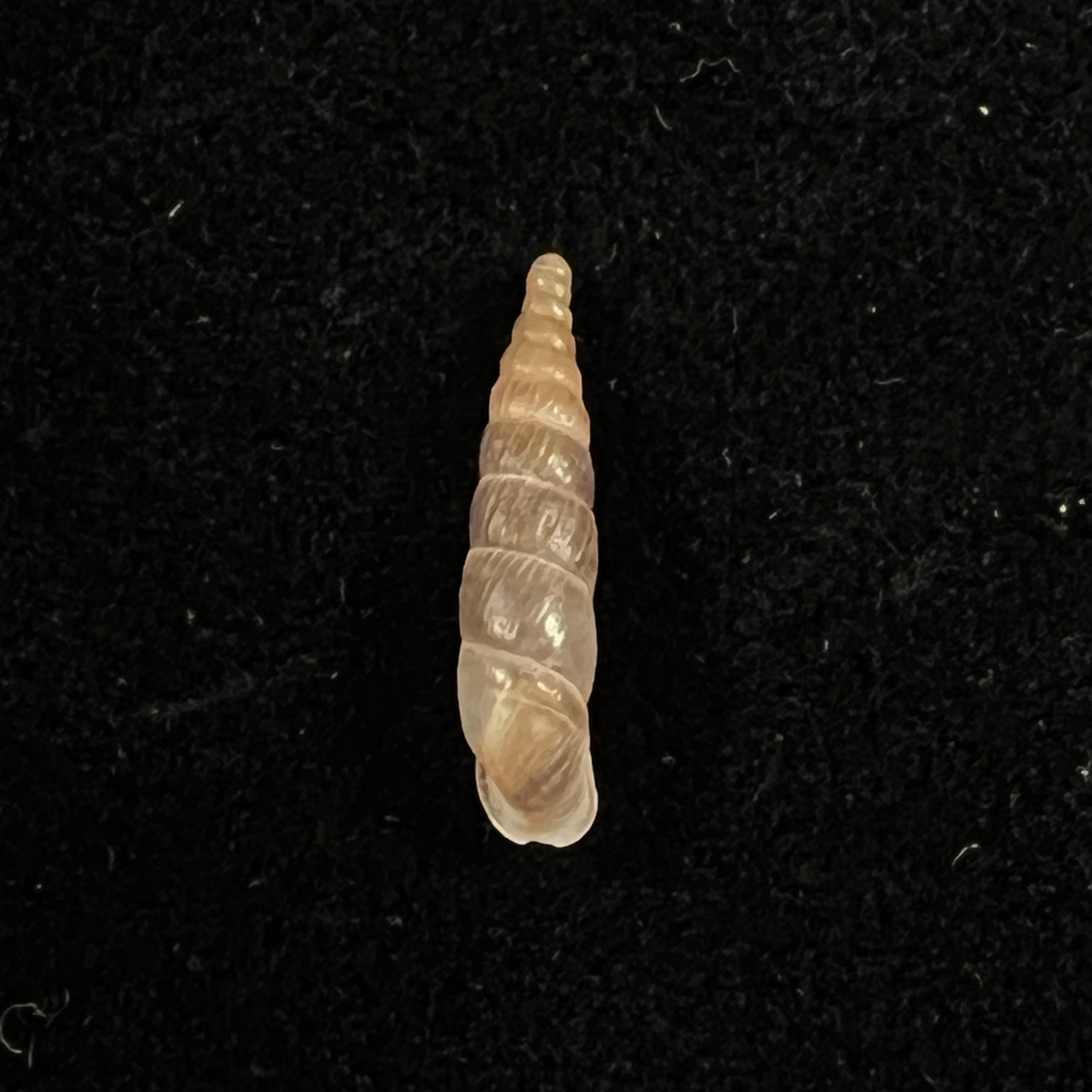Montenegrina kastoriae prespaensis Nordsieck, 1988 - 15,8毫米