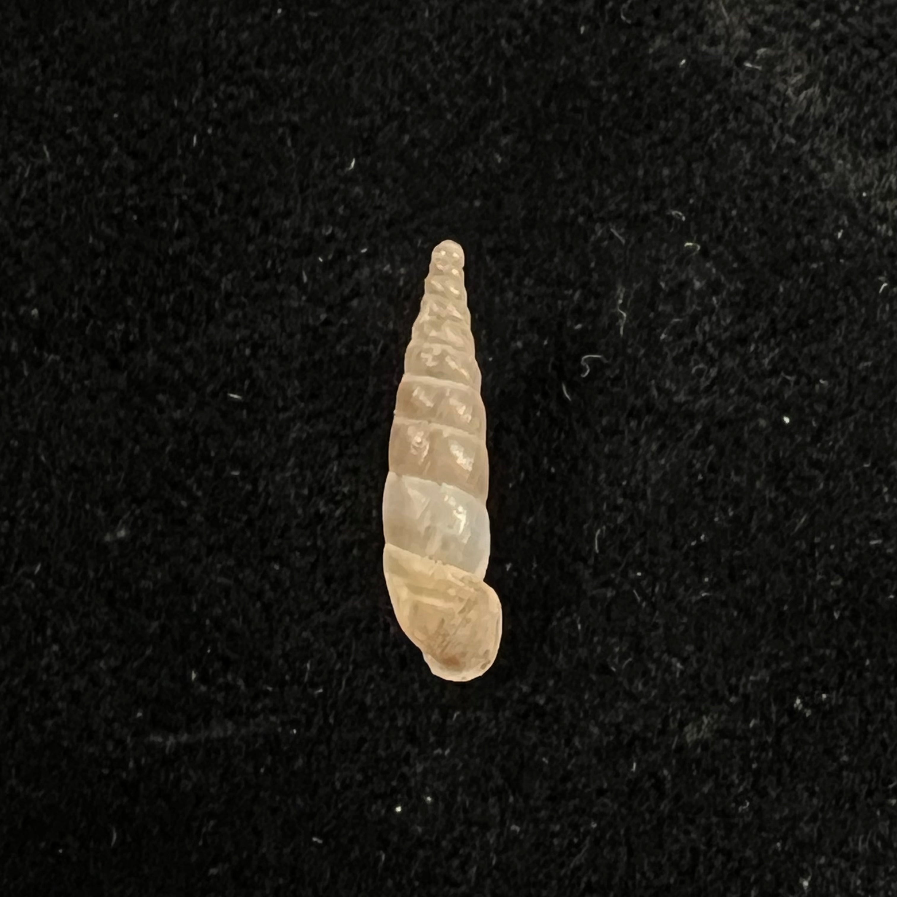 Montenegrina kastoriae kastoriae H. Nordsieck, 1972 - 16,7mm