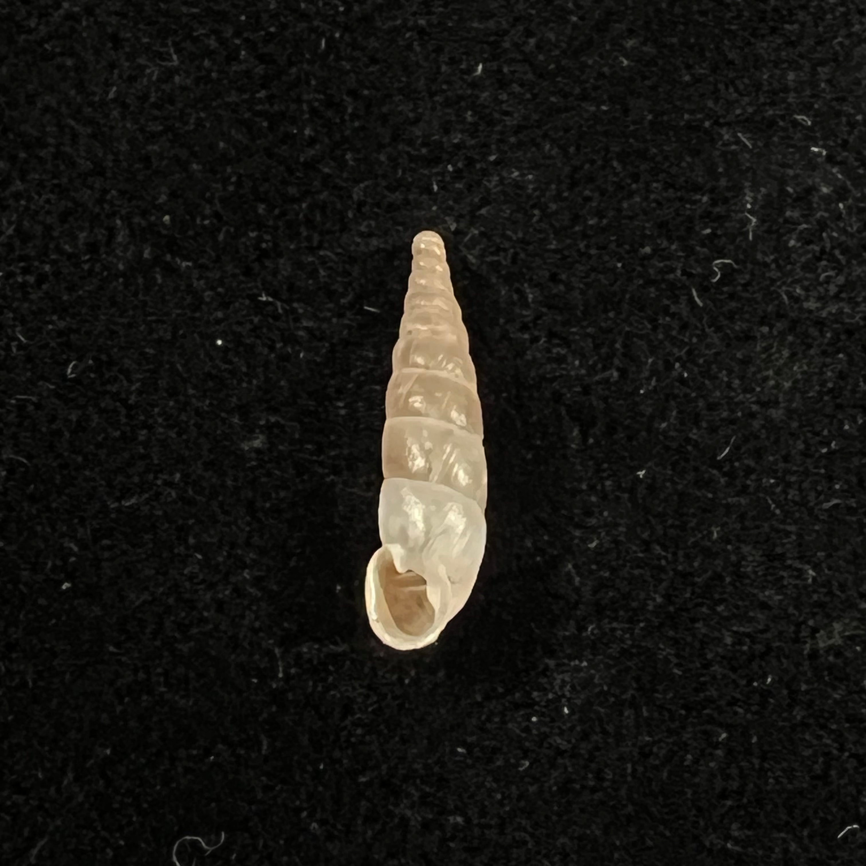 Montenegrina kastoriae kastoriae H. Nordsieck, 1972 - 16,7mm